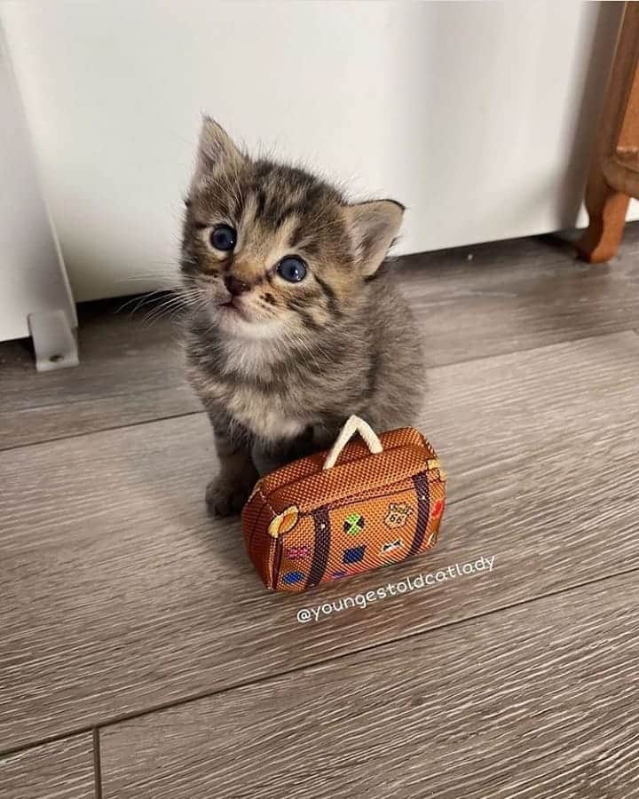 OUR FAVORITE CATSさんのインスタグラム写真 - (OUR FAVORITE CATSInstagram)「From @youngestoldcatlady : “Stevie: “I’m 3 weeks old, I’m moving out Ashwey.” Me: “Exactly... you’re 3 weeks old... you are not moving out..” Stevie: “I packed my bag alweady. Time to go.” This is why I don’t usually allow the kittens to play with baby suitcases.”」5月30日 15時45分 - cats_are_fr1ends