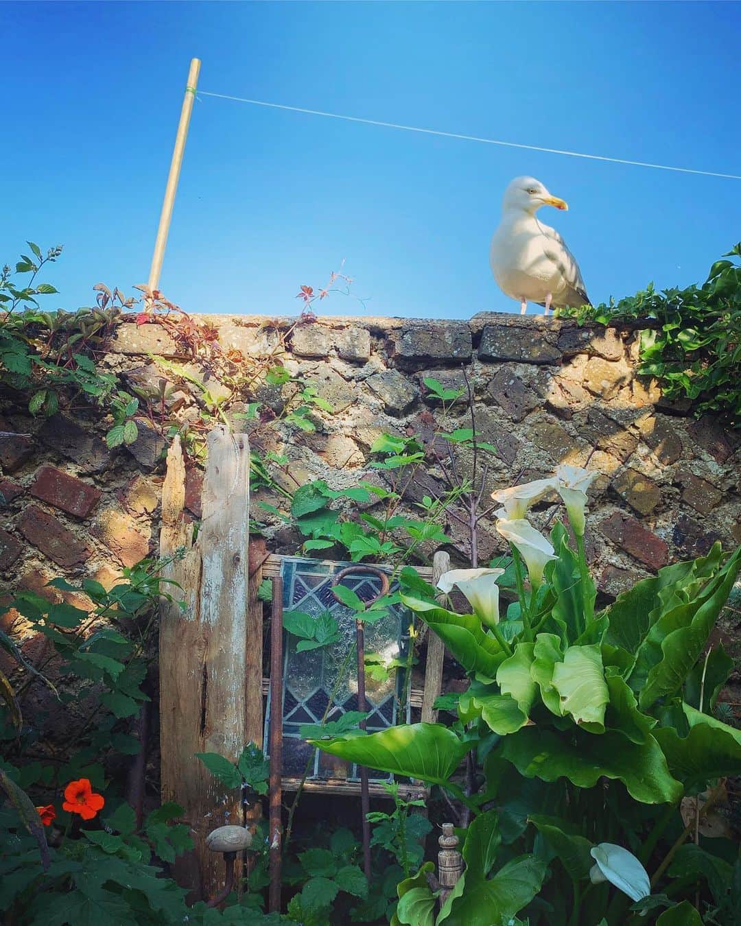 Tea and sittingのインスタグラム：「Bernard watching me pyjama gardening this morning...🌿 ( more in my stories )」
