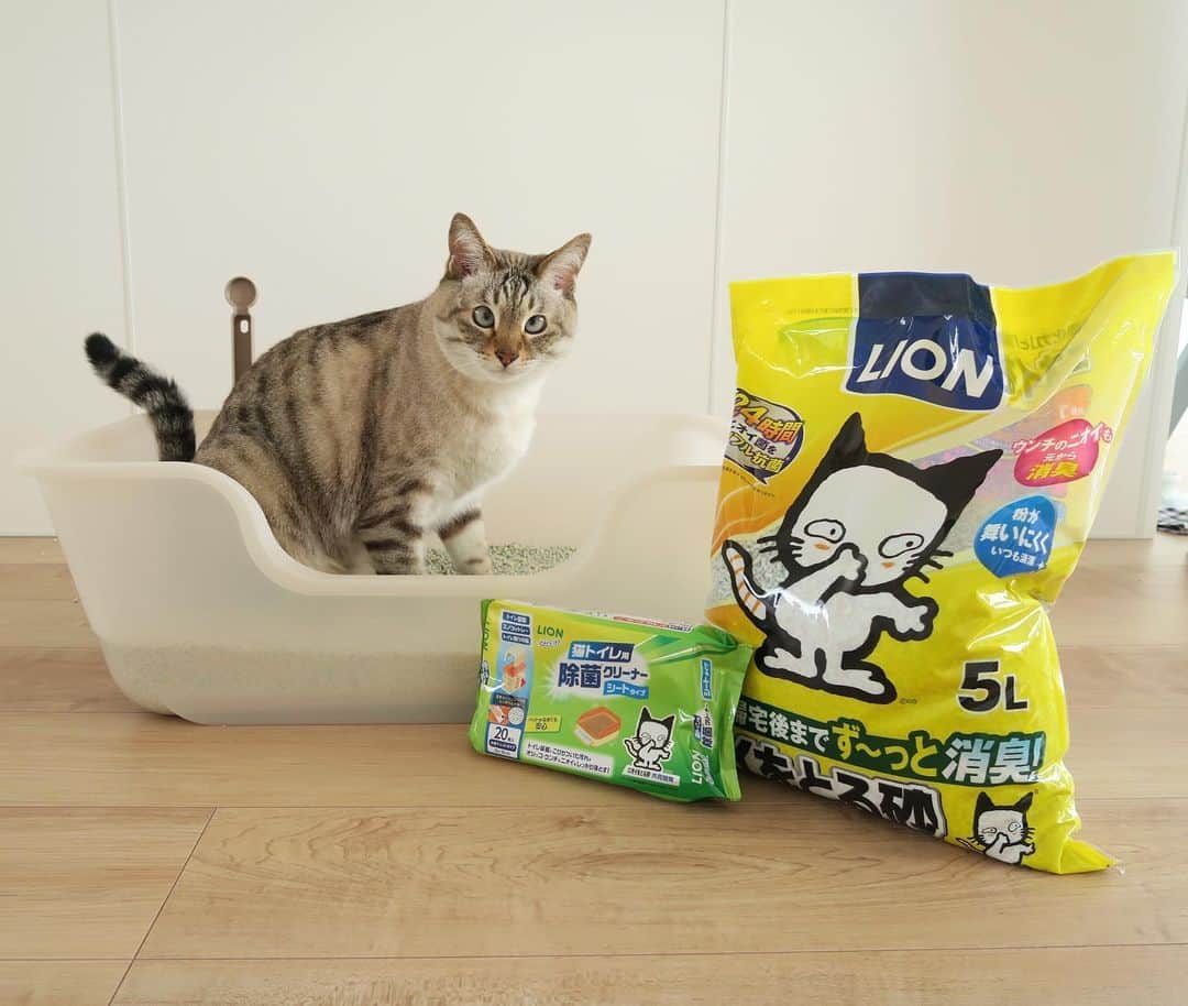 tomiinyaのインスタグラム：「今日はライオン商事さん　@lion_pet_cat からモニターさせて頂いている #獣医師開発猫トイレ #ニオイをとる砂 の容器を丸洗いして猫砂を全量交換しました🐈 ※1ヶ月に1度の猫砂全量交換を推奨しています。  シンプルな容器は水洗いも楽ちん！  普段のちょっと気になる汚れなどは #猫トイレ用除菌クリーナーシートタイプ でサササッとお手入れしていました🌿 厚手で使いやすい！  清潔になったトイレに早速入ってチェックするソル君でした😻  1ヶ月使ってみて、本当にニオイが気にならなくなったのが嬉しい✨ ニオイをとる砂ラインナップも豊富なので気になる他のものも試してみようかと思います👏  #獣医師開発猫トイレ #ニオイをとる砂 #シュシュット #猫トイレ用除菌クリーナー #ライオンペット #猫トイレ #猫砂全量交換 #猫トイレ掃除 #猫トイレ問題 #にゃんすたぐらむ #猫 #ねこ #RP #lionpet #lionpetcat」