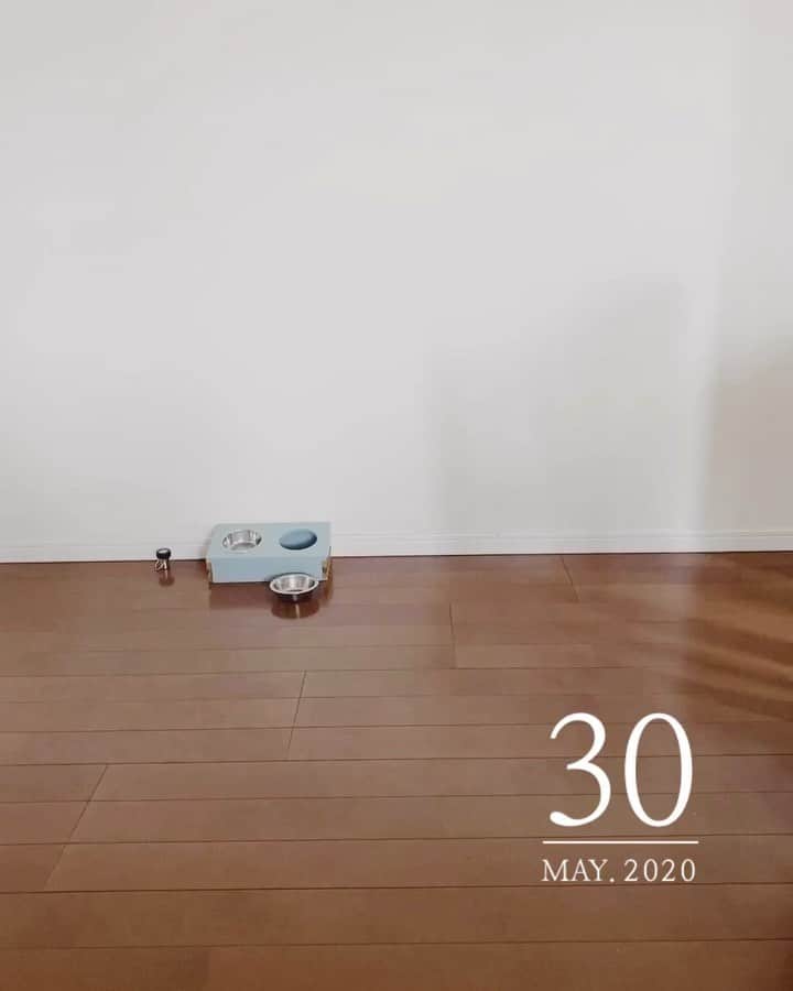 のインスタグラム：「もあとべる🐶は食事の時 少し距離をあけないとだめで わざとお皿を外すんだけど そのお皿が外れてるといつからか 必ず毎回もどしてくれるの☺️ かわいくてムービーとりたくて 今日やっと撮れました💕 . . 最近、洗濯物や荷物を運んでくれたり なにかとお手伝いをたくさんしたがって とっても助かります💖 . . 最後、mamaに褒められて いや〜それほどでもぉ〜って しんちゃんみたいに 照れております🤣🤍笑 . . . . #女の子ベビー#1歳#1歳3カ月 #おませちゃん#お手伝い」