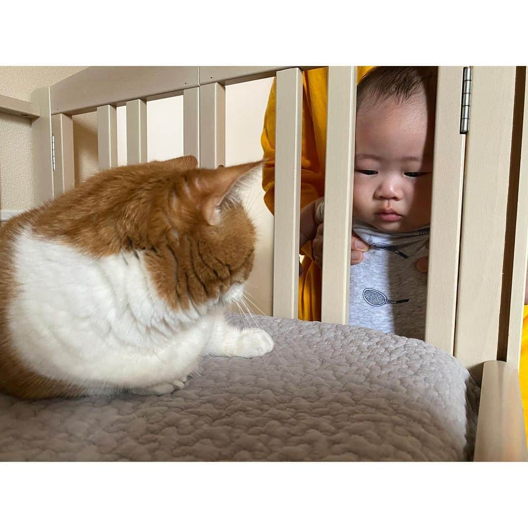 ひよりさんのインスタグラム写真 - (ひよりInstagram)「ベット占領中🐱」5月30日 17時07分 - nekohiyo