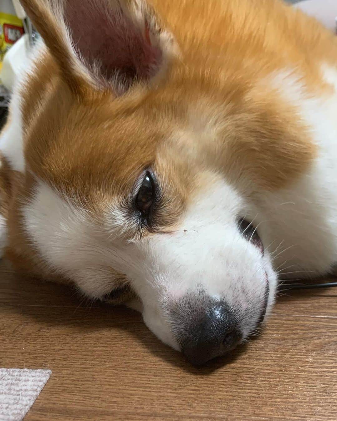 西城凛さんのインスタグラム写真 - (西城凛Instagram)「この人、いや、この犬、こう見えて寝てます…🐶💤 よだれ？鼻汁？垂らして寝てます💤 . . . #コーギーほたて #コーギー #ウェルシュコーギーペンブローク #コーギーのいる暮らし #犬のいる暮らし #corgi #corgilife #corgistagram #dogstagram」5月30日 17時23分 - rinsaijo