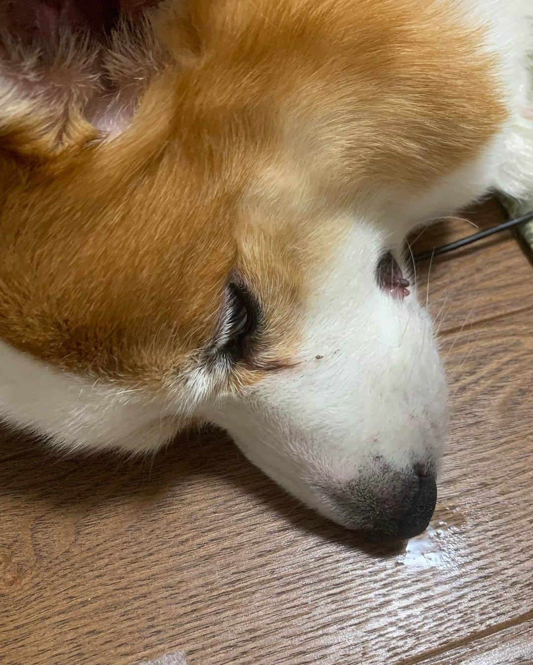 西城凛さんのインスタグラム写真 - (西城凛Instagram)「この人、いや、この犬、こう見えて寝てます…🐶💤 よだれ？鼻汁？垂らして寝てます💤 . . . #コーギーほたて #コーギー #ウェルシュコーギーペンブローク #コーギーのいる暮らし #犬のいる暮らし #corgi #corgilife #corgistagram #dogstagram」5月30日 17時23分 - rinsaijo