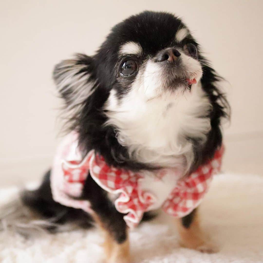 kayoのインスタグラム：「* * めろちゃん 最近ずっと舌チロ😝 * * Melon💗 * * #chihuahua#chihuahualove#dogstgram#dog#instadog#チワワ#チワワ大好き * *」
