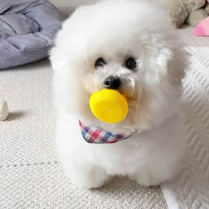 ゆうのインスタグラム：「. . アヒル🐥さんを おしゃぶり🍼の代わりにする アーニーさん🐶 . . . #ずーっとくわえてる事がある #そのまま寝る事もある #落ち着くのかしら . . .」