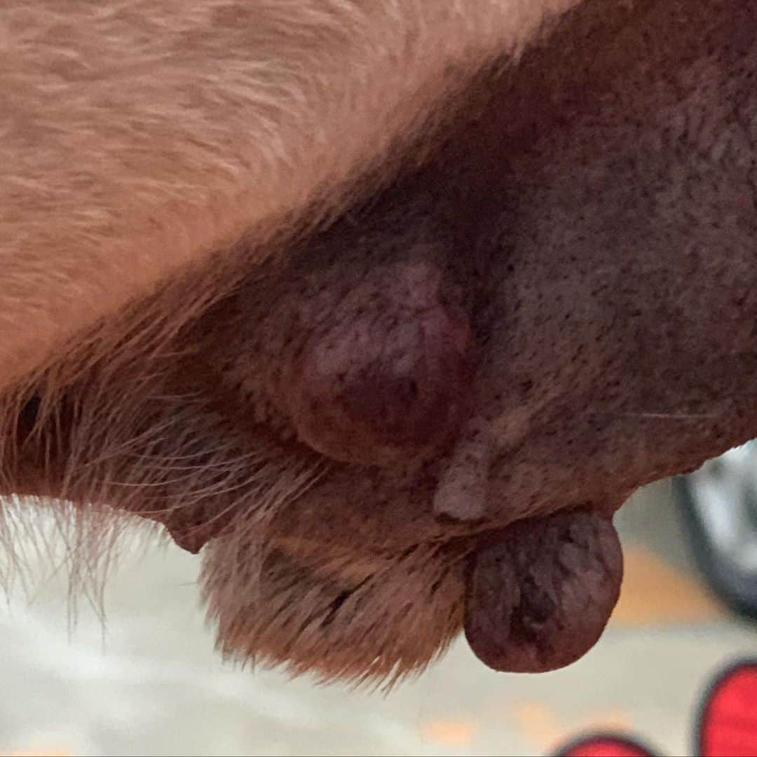 gontaさんのインスタグラム写真 - (gontaInstagram)「Dog mastocytoma」5月30日 18時07分 - gehhah