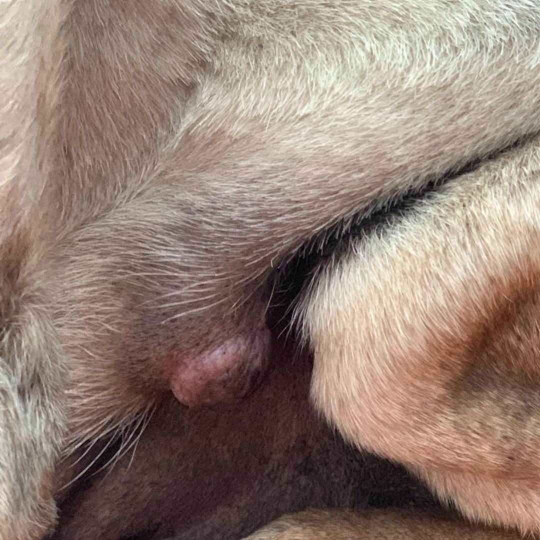 のインスタグラム：「Dog mastocytoma」