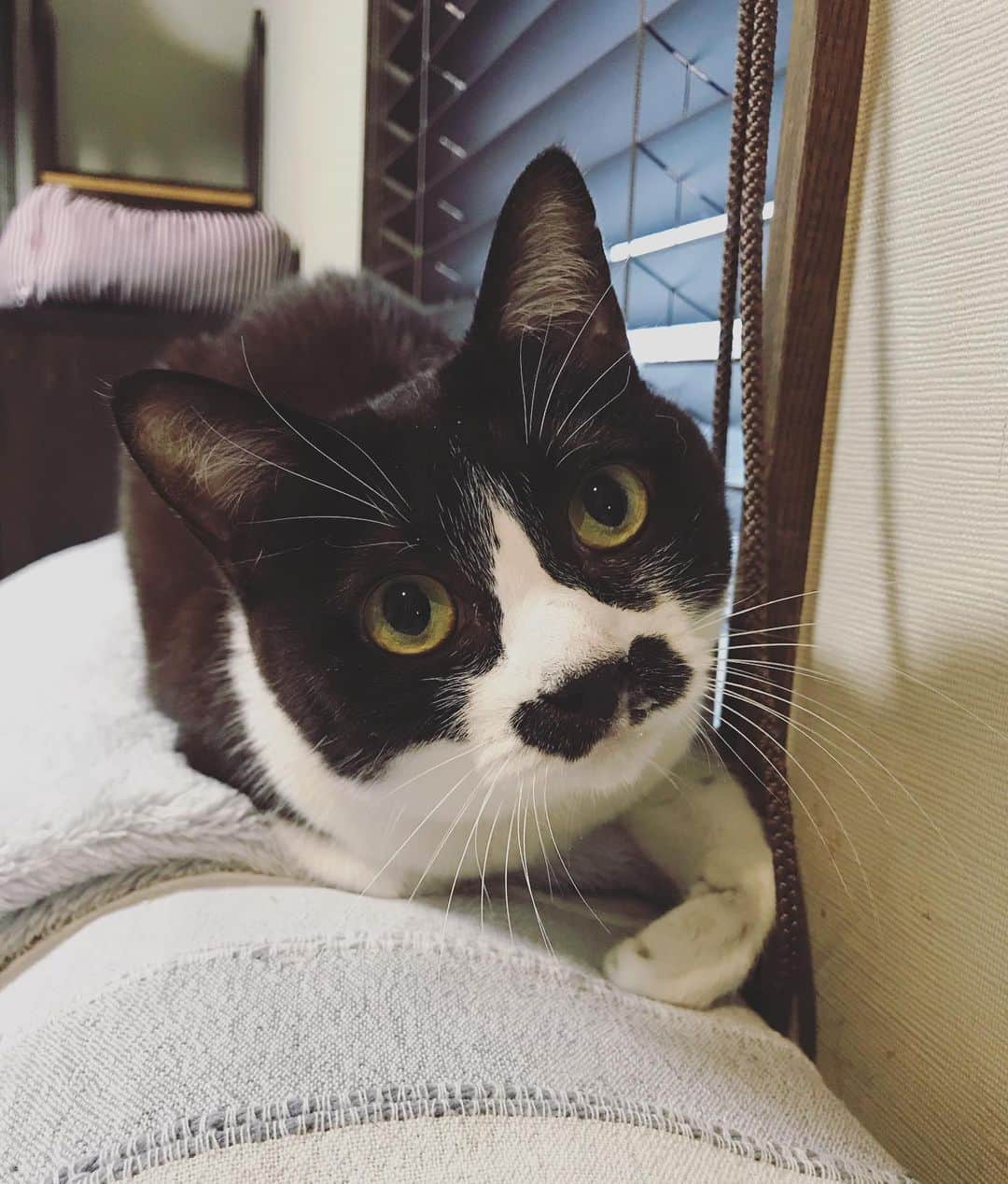 もじゃころのインスタグラム：「ばんどぅの1億倍かわいいペッペです☺️💕 #チョッチュ具志コロペッペ」