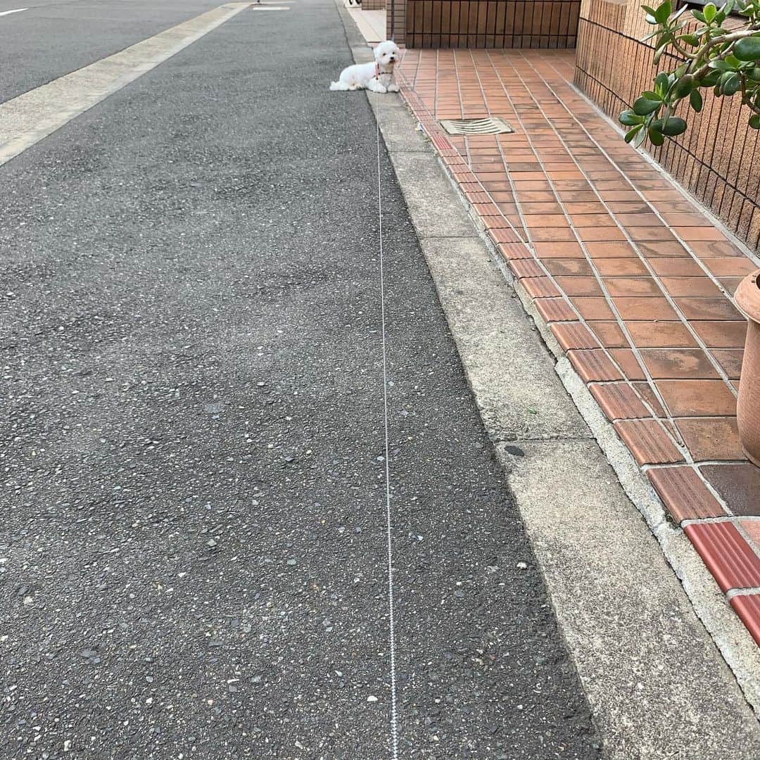 セロリさんのインスタグラム写真 - (セロリInstagram)「【散歩という名の日光浴】 久しぶりに散歩に出かけました。 もちろん、ほぼ歩かず・・・。 日光浴にはなったと思います。 奇跡的に歩いた動画あり(笑) #maltese #マルチーズ #アレルギー #あつまれどうぶつの森 #あつ森」5月30日 18時40分 - celeryrabbit