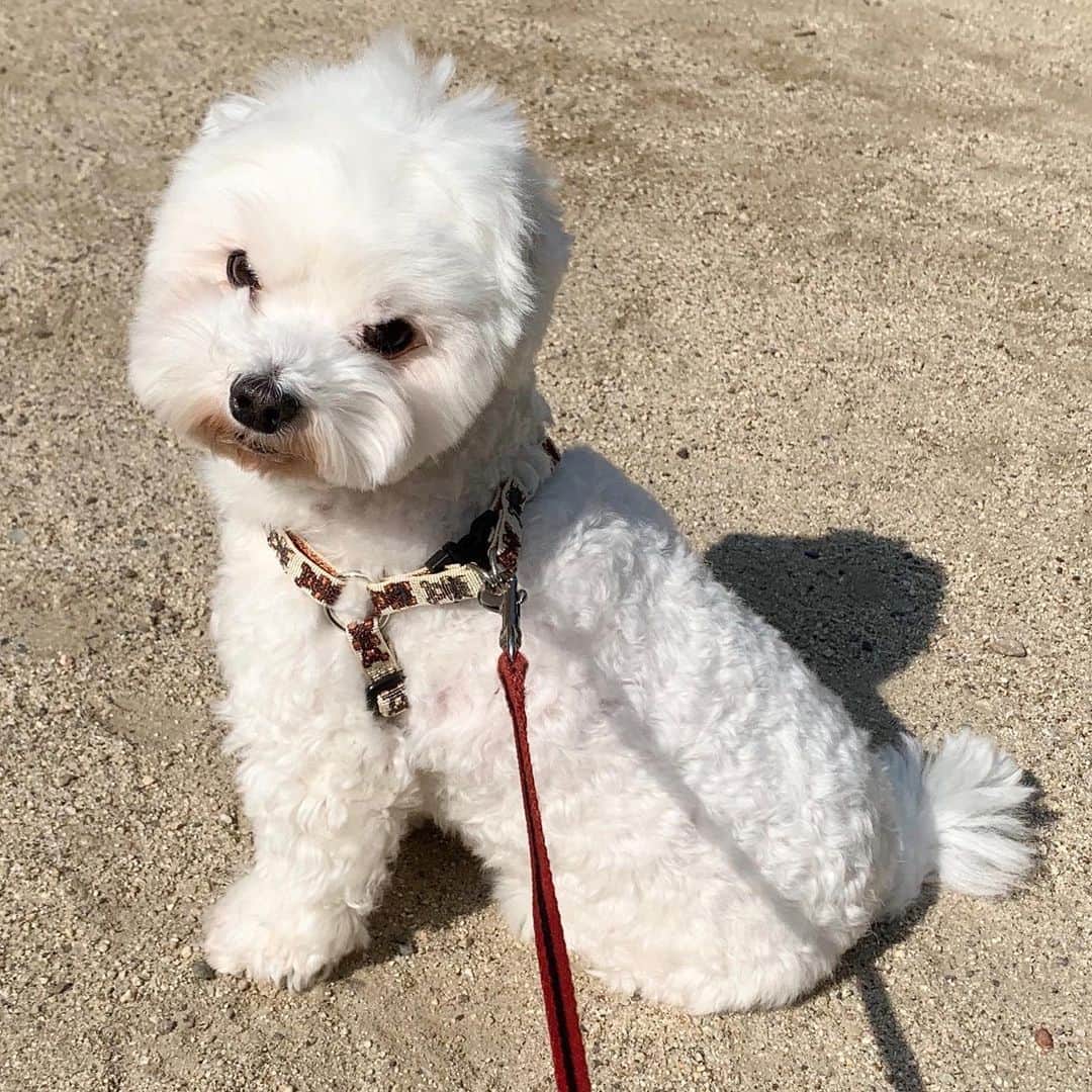 セロリさんのインスタグラム写真 - (セロリInstagram)「【散歩という名の日光浴】 久しぶりに散歩に出かけました。 もちろん、ほぼ歩かず・・・。 日光浴にはなったと思います。 奇跡的に歩いた動画あり(笑) #maltese #マルチーズ #アレルギー #あつまれどうぶつの森 #あつ森」5月30日 18時40分 - celeryrabbit