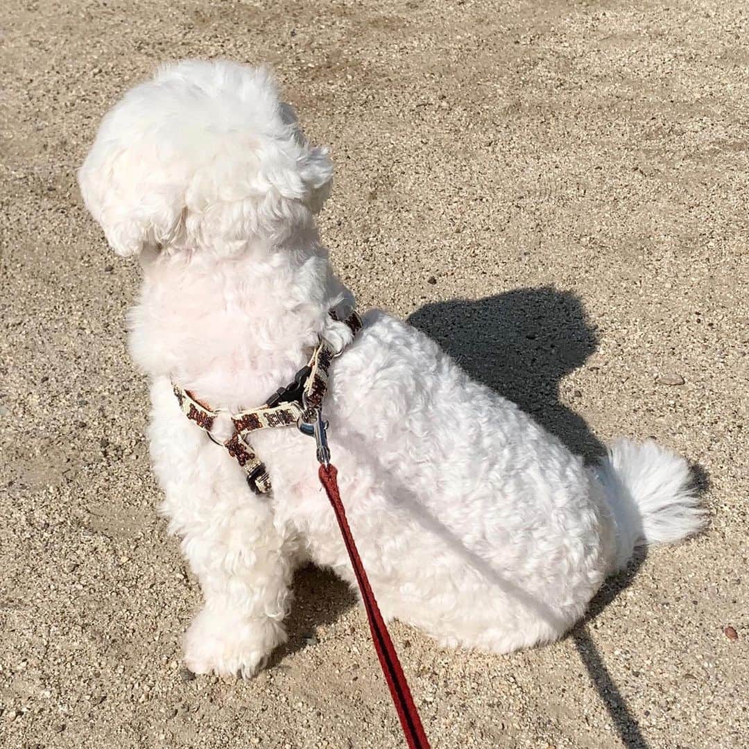 セロリさんのインスタグラム写真 - (セロリInstagram)「【散歩という名の日光浴】 久しぶりに散歩に出かけました。 もちろん、ほぼ歩かず・・・。 日光浴にはなったと思います。 奇跡的に歩いた動画あり(笑) #maltese #マルチーズ #アレルギー #あつまれどうぶつの森 #あつ森」5月30日 18時40分 - celeryrabbit