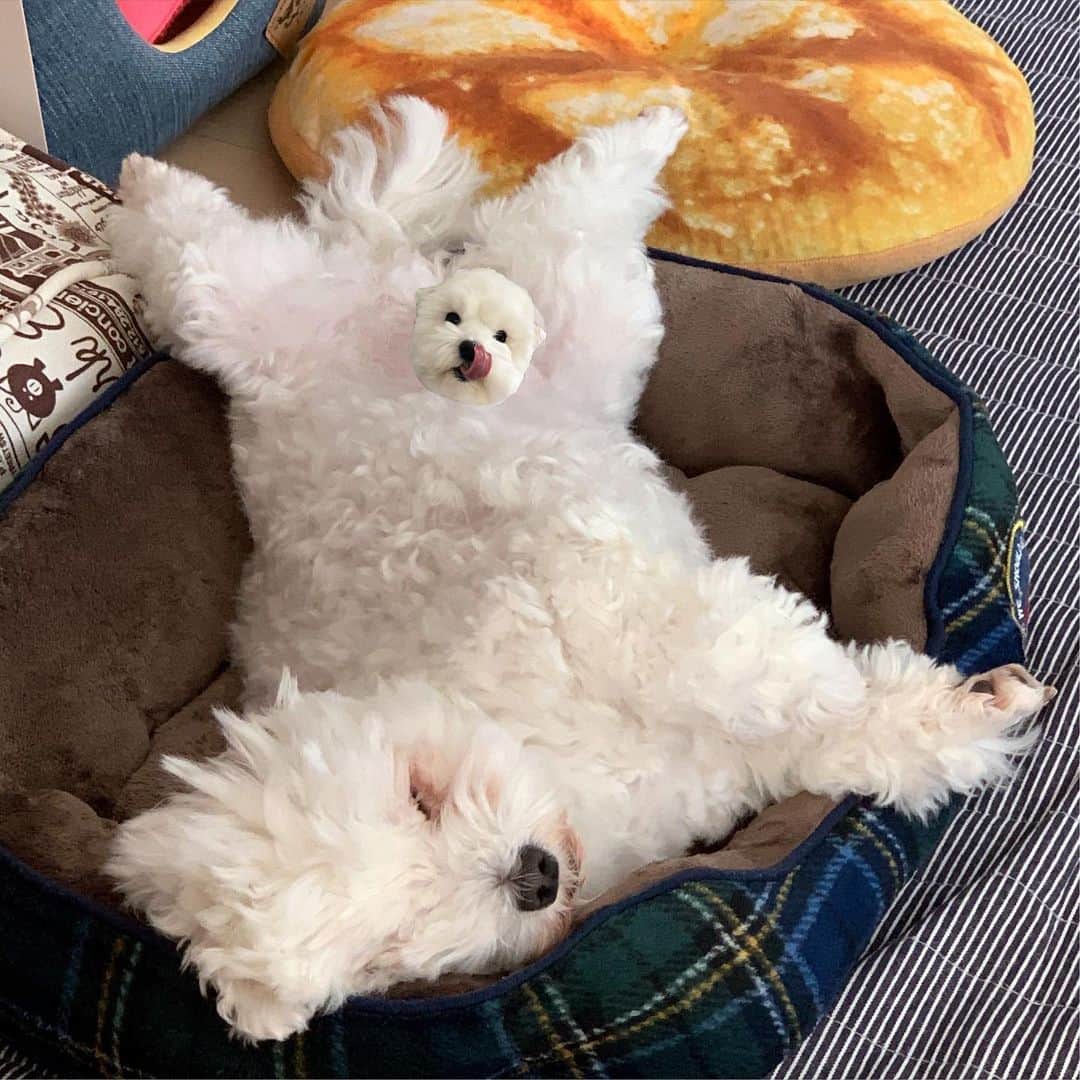 セロリさんのインスタグラム写真 - (セロリInstagram)「【散歩という名の日光浴】 久しぶりに散歩に出かけました。 もちろん、ほぼ歩かず・・・。 日光浴にはなったと思います。 奇跡的に歩いた動画あり(笑) #maltese #マルチーズ #アレルギー #あつまれどうぶつの森 #あつ森」5月30日 18時40分 - celeryrabbit