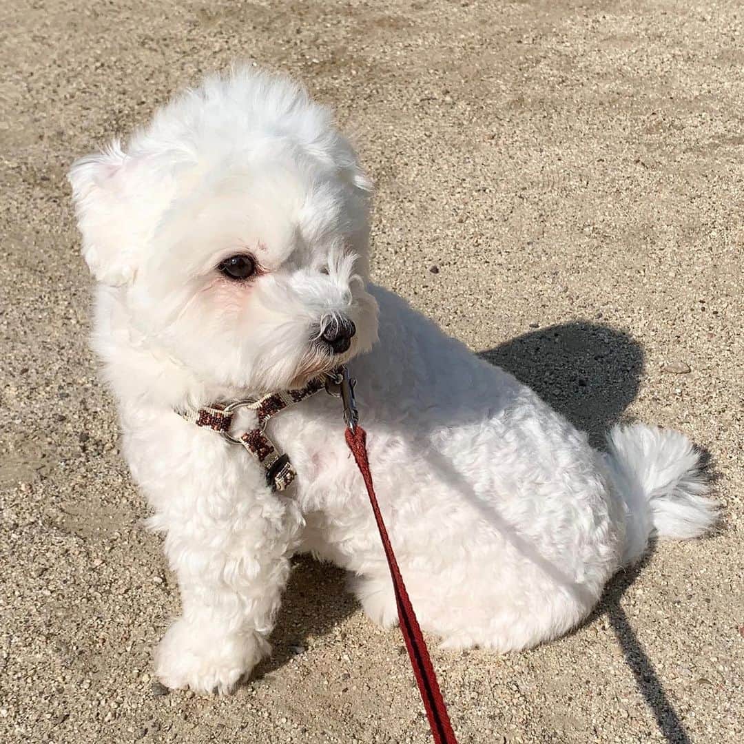 のインスタグラム：「【散歩という名の日光浴】 久しぶりに散歩に出かけました。 もちろん、ほぼ歩かず・・・。 日光浴にはなったと思います。 奇跡的に歩いた動画あり(笑) #maltese #マルチーズ #アレルギー #あつまれどうぶつの森 #あつ森」