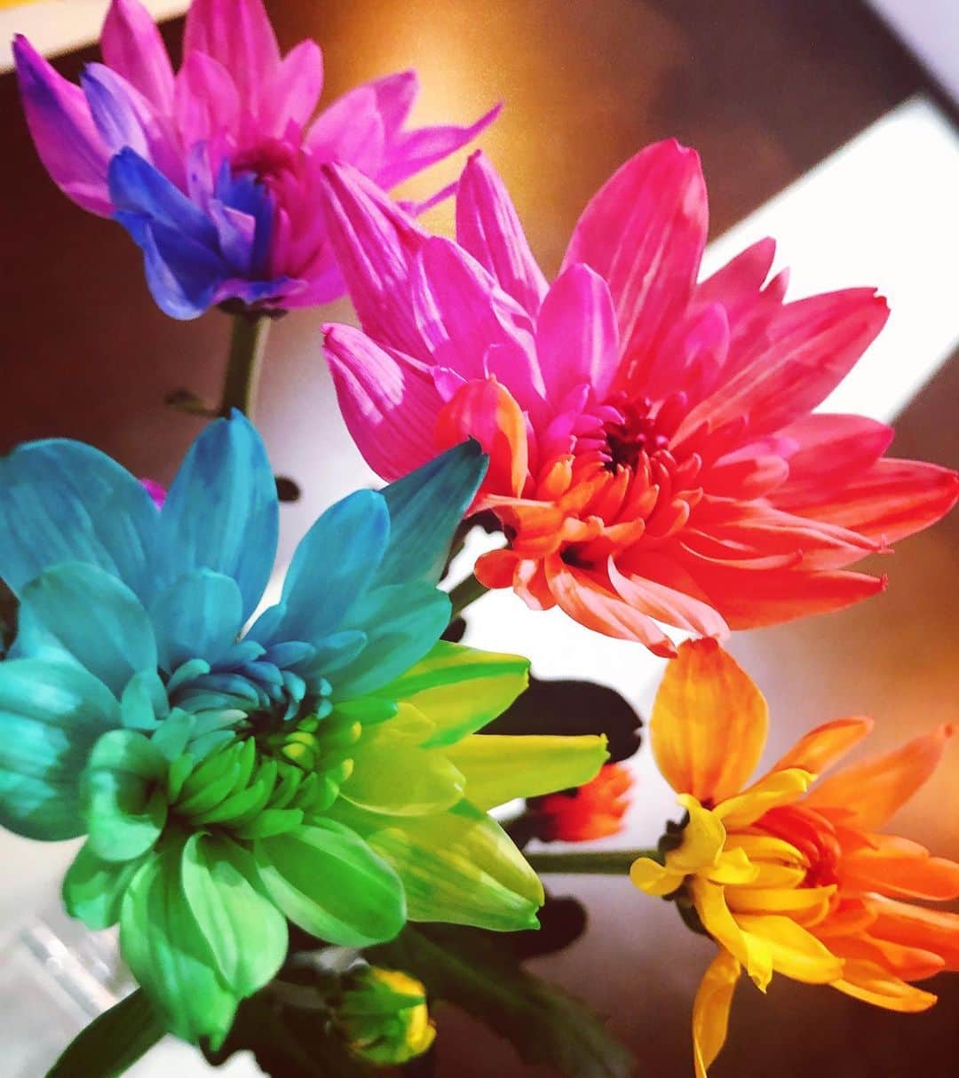 森本さやかさんのインスタグラム写真 - (森本さやかInstagram)「💙💚💛🧡❤️💜 美しい…(*'▽'*) #華やか鮮やか  #癒しの花  #レインボーの花  #レインボーフラワー  #rainbowflowers  #beautifulflowers💐 💙💚💛🧡❤️💜」5月30日 18時50分 - sayakamorimoto1011