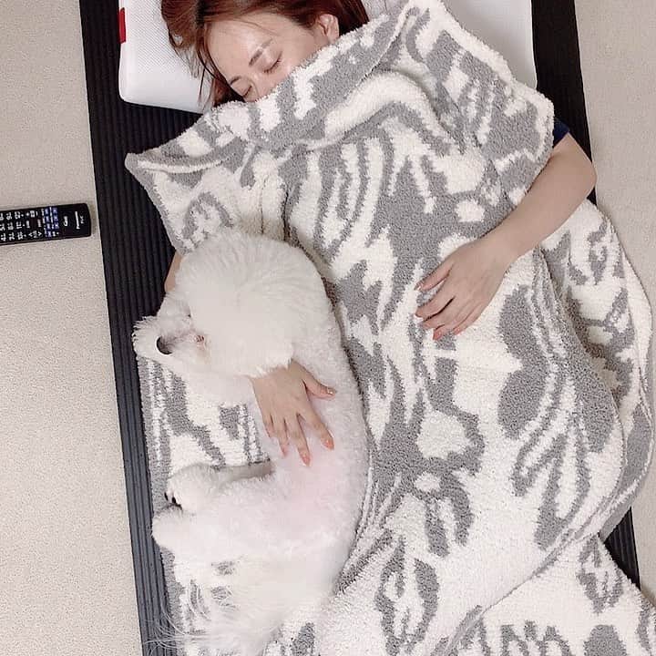 ハナマサのインスタグラム：「一緒にお昼寝🌞 #hanamasagram #hanamasa #ハナマサ　#ビションフリーゼ」