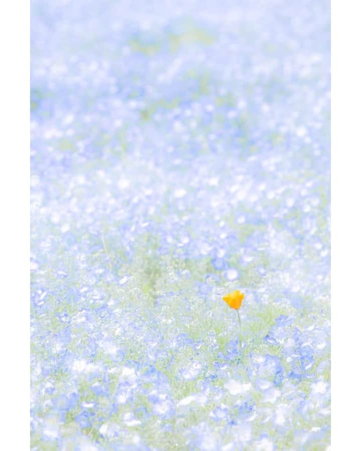 花の写真館のインスタグラム：「Photo by 井上 裕康.⠀ .⠀ Original Post[投稿いただいたURL]⠀ https://www.facebook.com/photo.php?fbid=1597776853687621⠀ .⠀ 本アカウントは、 #私の花の写真 をつけてInstagramに投稿された皆さまの花の写真や、「花の写真館」Facebookページで投稿された花の写真を紹介します。⠀ 「花の写真館」Facebookページは、「 @floral.photograph 」のプロフィールにあるURLからご覧ください。⠀ .⠀ ※各自、政府、自治体など公的機関の指示に従った行動をお願いします。⠀⠀ 東京カメラ部および分室では、写真を「見る楽しみ」を提供することを通して、微力ながら皆様にわずかな時間でも癒しをお届けしたいと思っております。⠀ ※本アカウントは東京カメラ部がFacebook、Instagramのサービスを利用して運営しているもので、Facebook社・Instagramとは一切関係ありません。⠀ .⠀ #花の写真館 #floralphotograph #floralphoto #flower #flowers⠀ Follow: @floral.photograph」