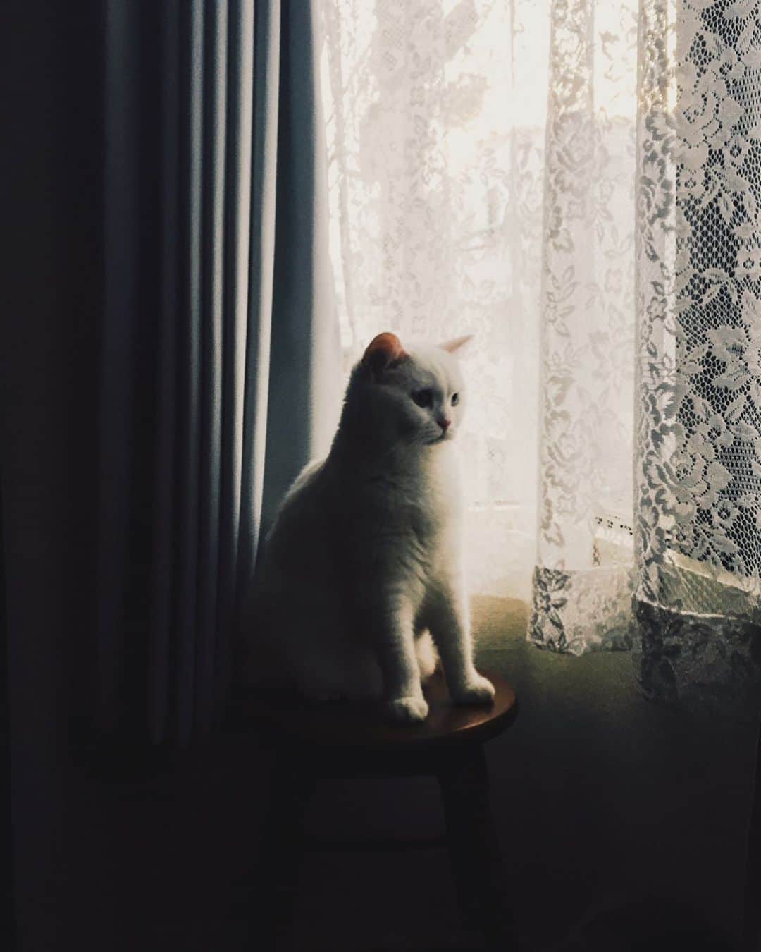 てふのインスタグラム