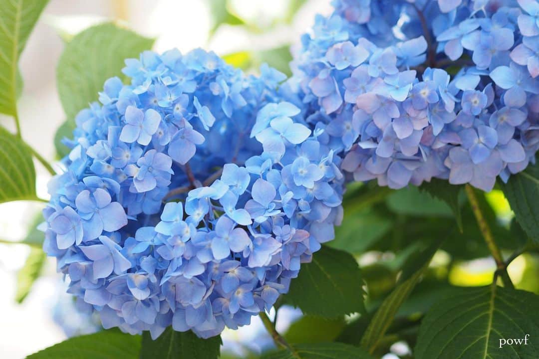 anemone_69のインスタグラム：「. マンションを出たところの紫陽花。 まだ初々しい！ . . #hydrangea #アジサイ #あじさい #紫陽花 . . .」