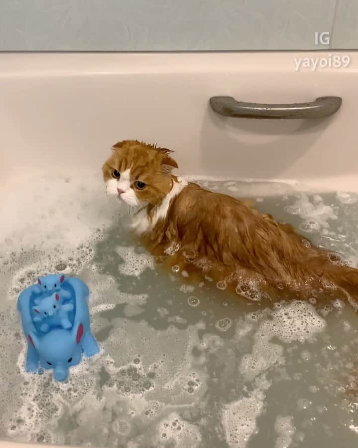のインスタグラム：「Good boy 🦁🛁 . 今日はタラちゃんの入浴デー🚿 いつも可愛くて笑っちゃいます😆🦁 お風呂場から出る時ドアを勢いよく開けたら、うずらちゃんとイクラちゃんが飛び退いてました〜😅 心配で待ってたのかな？🥰 . #weeklyfluff #scottishfold #cat #adorable #cats_of_instagram #catlife #pleasantcats #catlover #meowed #9gag #cutecat #goodboy #cats_of_day」