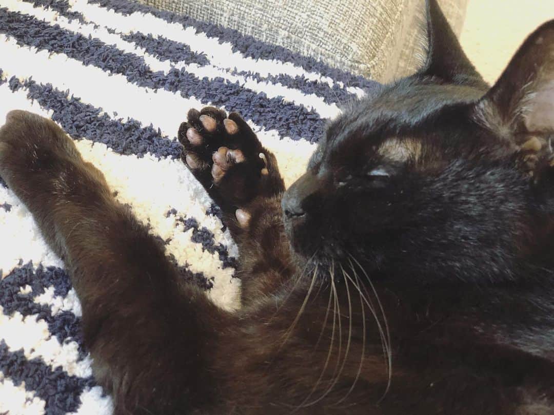 英玲奈さんのインスタグラム写真 - (英玲奈Instagram)「#猫 #cat #黒猫 #blackcat #gatto 夫と私の間で安心して寝てくれると本当に幸せ。」6月28日 23時26分 - erena_erenyan