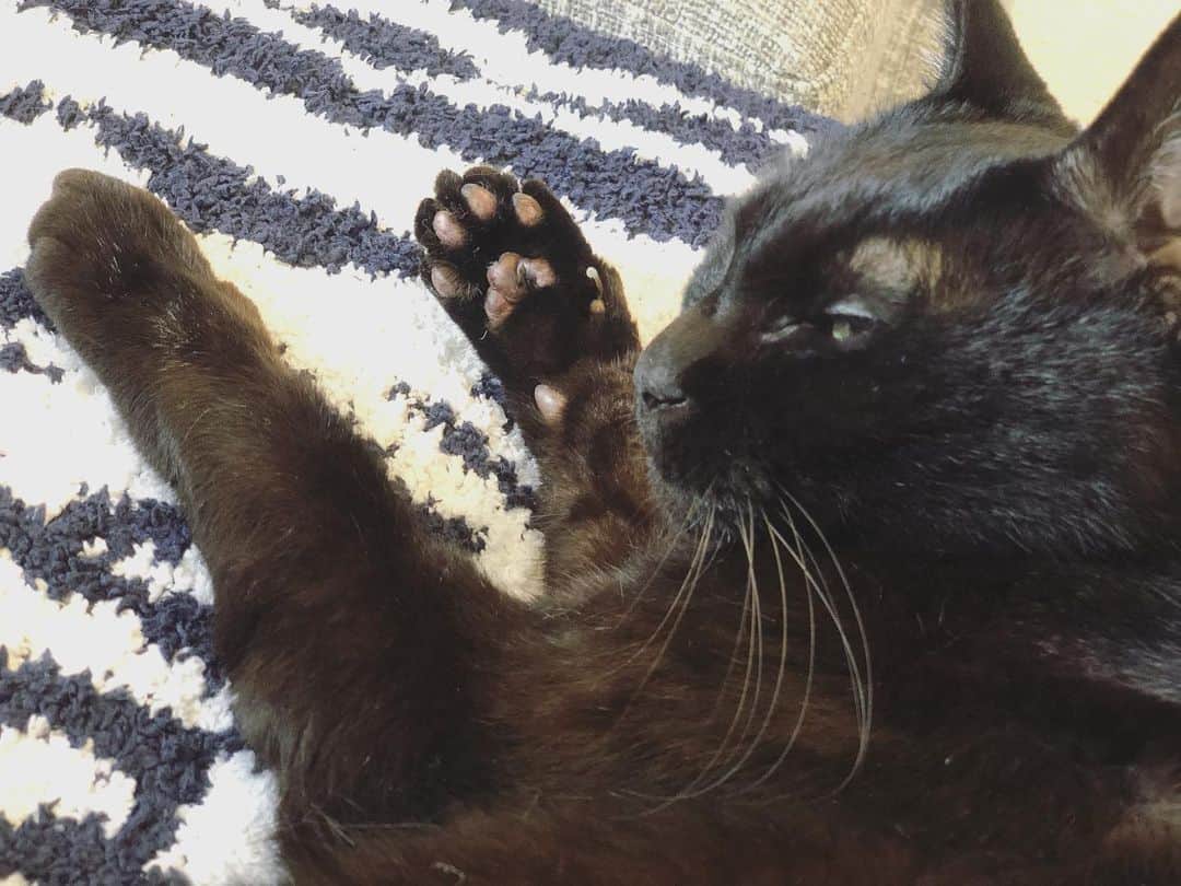 英玲奈さんのインスタグラム写真 - (英玲奈Instagram)「#猫 #cat #黒猫 #blackcat #gatto 夫と私の間で安心して寝てくれると本当に幸せ。」6月28日 23時26分 - erena_erenyan