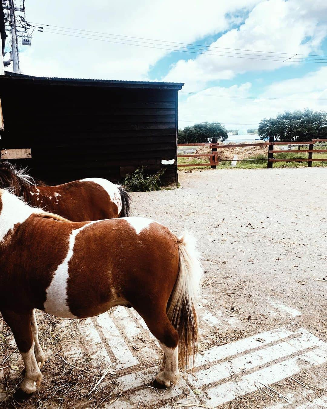 MARISさんのインスタグラム写真 - (MARISInstagram)「I’m obsessed with Nature life 🐴❤️ I’m leaving Tokyo in a week again ✈︎🌎 Life is getting better and better ❤️ #2020 このずんぐりむっくりなポニーちゃんの体型が好きすぎる❤️ #changes #lifeisgood ❤️ #nature #animals #pony」6月28日 23時53分 - marristea