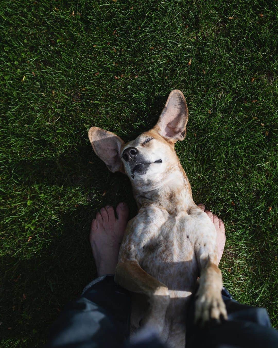 マディのインスタグラム：「I like how dogs bring us back into our humanity, that we’re here to take care of one another. Thanks for the decade of smiles Maddie ✨」