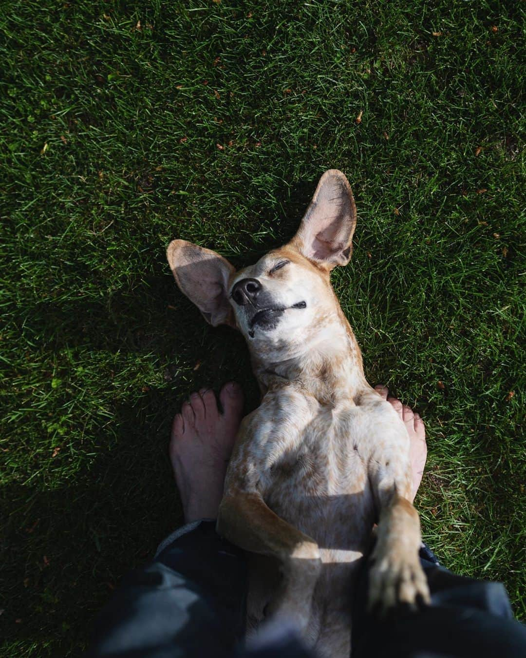 マディさんのインスタグラム写真 - (マディInstagram)「I like how dogs bring us back into our humanity, that we’re here to take care of one another. Thanks for the decade of smiles Maddie ✨」6月29日 0時21分 - thiswildidea