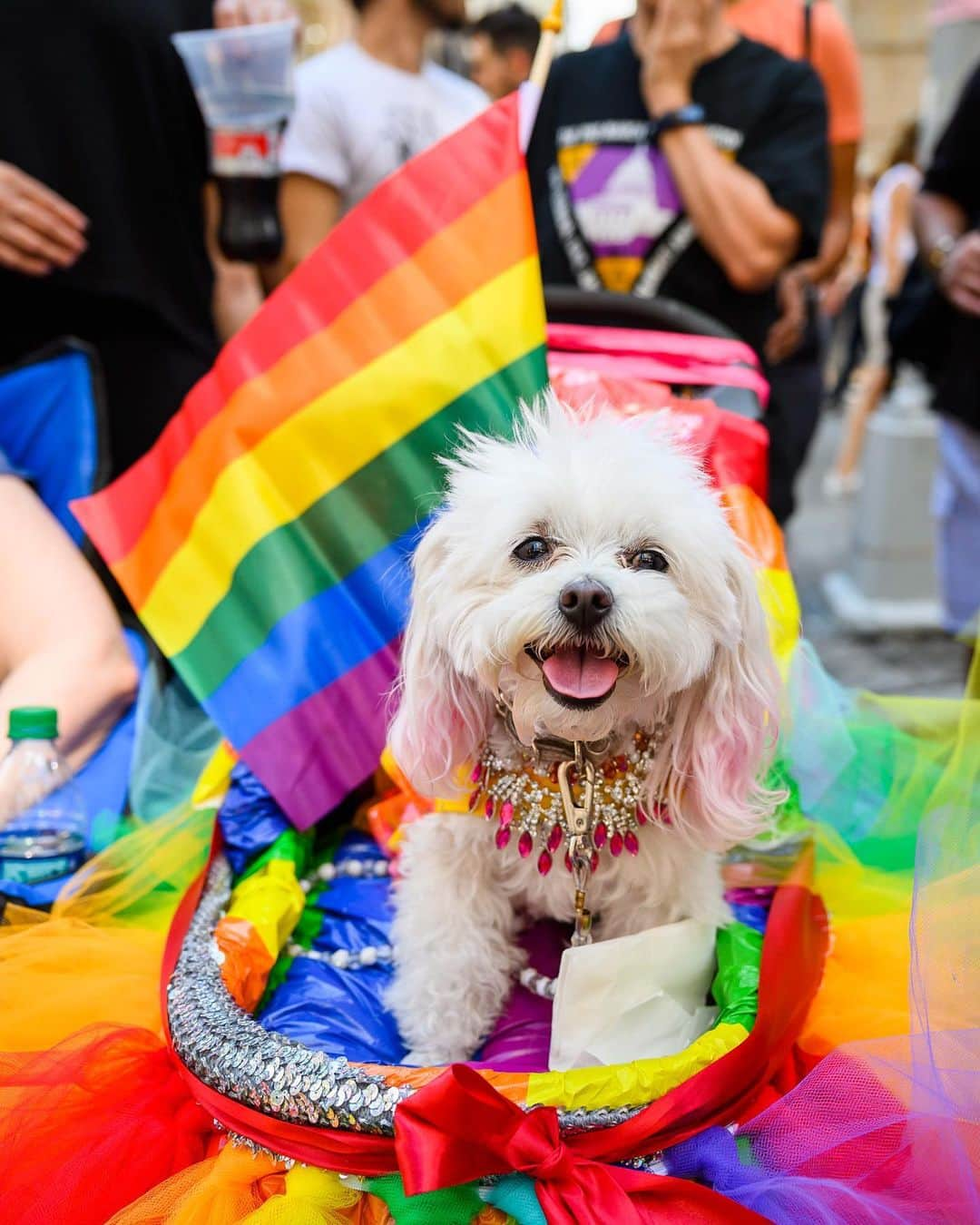 The Dogistさんのインスタグラム写真 - (The DogistInstagram)「ZZ, Maltipoo (11 y/o), 2019 Pride Parade, New York, NY • “Her bat mitzvah is next year, God willing.” @zz_poo • Happy #Pride! 🏳️‍🌈」6月29日 0時18分 - thedogist