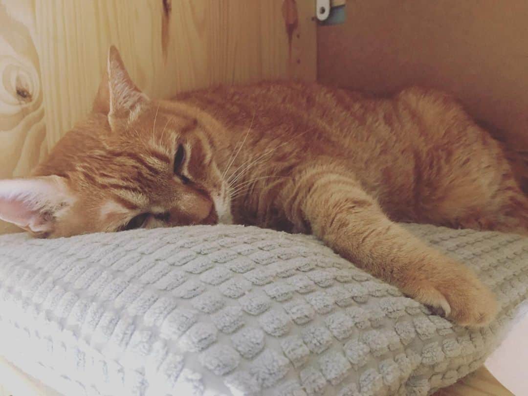 黃阿瑪的後宮生活さんのインスタグラム写真 - (黃阿瑪的後宮生活Instagram)「嚕嚕：「你們睡覺都怎麼睡？我都抱著枕頭睡啦！」#嚕嚕 #睡覺 #貓 #fumeancats #黃阿瑪的後宮生活」6月28日 15時30分 - fumeancat