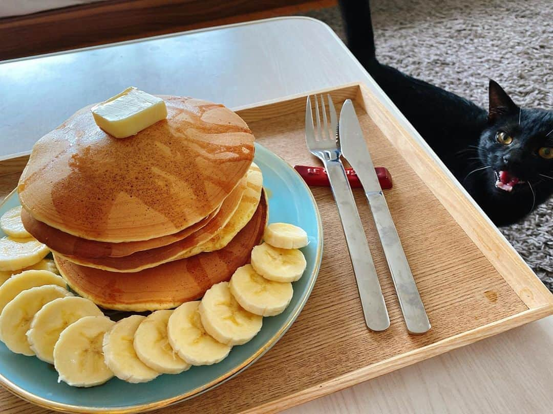 加藤ナナさんのインスタグラム写真 - (加藤ナナInstagram)「パンケーキを狙うお方🐱🥞💦 #顔がガチw #かとうごはん」6月28日 15時51分 - katouchan