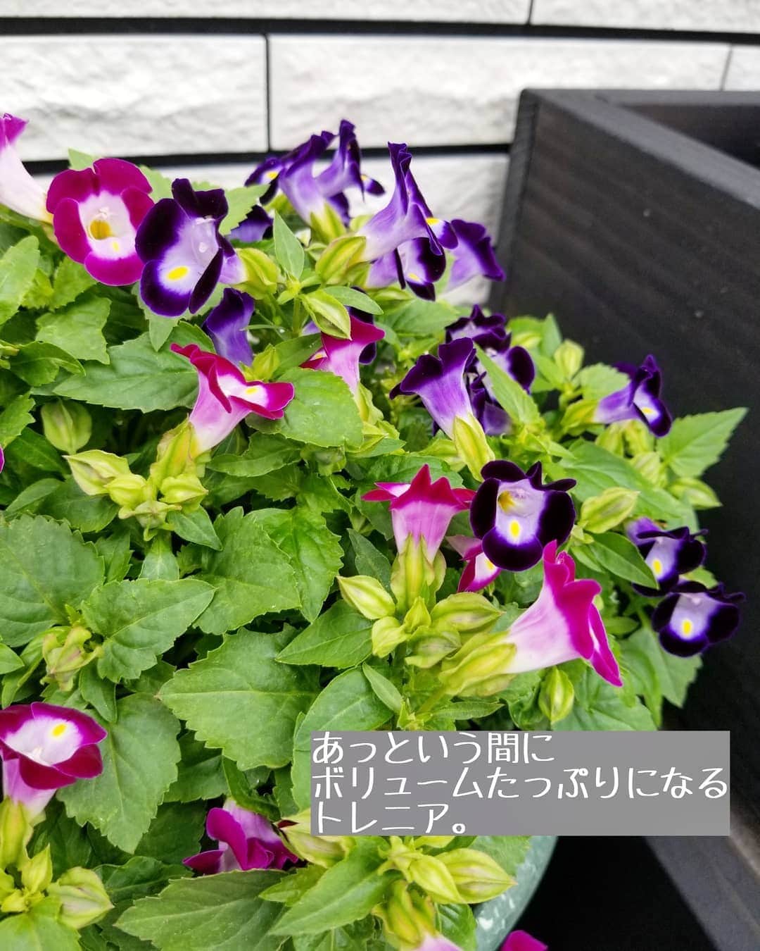 koyukkuma 一条工務店さんのインスタグラム写真 - (koyukkuma 一条工務店Instagram)「• 時々お庭のお花postしてるけど意外と反応がよくて、たくさん保存してもらえたり、いいねもたくさん🙇‍♀️ • いつもお庭のお花post楽しみにしてるってコメントやメッセージくださる方もチラホラいらっしゃるので、これからも定期的にお花載せます🎵 • お庭にお花植えるようになってもうすぐ2年ぐらい。 まだまだ知識浅いし育て方あってるか分からんけど、いつもお花たちは頑張って咲いてくれます🌼 • あぁ、雑なお世話係ですまん……🙏 元気に咲いてくれるお花たち、ありがとう🌼 • • さてさて、 今年も夏のお花が揃いまして。 • ⇨ポーチュラカ ⇨ペチュニア ⇨ペンタス ⇨ニチニチソウ ⇨トレニア ⇨インパチェンス • どれも去年も植えてて、育てやすかったのとお花の形が好き。 • 今年は違う色を買って植えました🌼 • 初めてインパチェンスを植えてみたけど、すぐにお花増えてすぐに散るのね？ • 葉っぱと一緒どんどん増えるけど、すっっっごい密で風通し悪そうな気がして……… かき分けないと土見えないぐらい👀 いいのかな？ • 密減らす感じで間をちょっとちょっと切って、違う場所に挿し芽してみました。 • お花屋さん行ったら育てたことないお花チラホラ見かけるし、植えてみたいけど場所がない！(笑) • 近所にお花植えた鉢がいっぱい並べられてるおうちがあって、めっちゃ素敵なの～👏憧れる。 • 我が家はこれ以上植えたら歩くところなくなるかな……」6月28日 16時00分 - kumasan_ismart