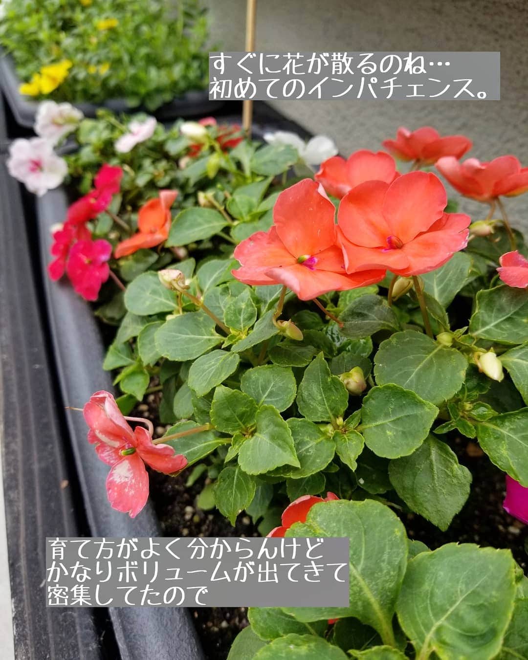 koyukkuma 一条工務店さんのインスタグラム写真 - (koyukkuma 一条工務店Instagram)「• 時々お庭のお花postしてるけど意外と反応がよくて、たくさん保存してもらえたり、いいねもたくさん🙇‍♀️ • いつもお庭のお花post楽しみにしてるってコメントやメッセージくださる方もチラホラいらっしゃるので、これからも定期的にお花載せます🎵 • お庭にお花植えるようになってもうすぐ2年ぐらい。 まだまだ知識浅いし育て方あってるか分からんけど、いつもお花たちは頑張って咲いてくれます🌼 • あぁ、雑なお世話係ですまん……🙏 元気に咲いてくれるお花たち、ありがとう🌼 • • さてさて、 今年も夏のお花が揃いまして。 • ⇨ポーチュラカ ⇨ペチュニア ⇨ペンタス ⇨ニチニチソウ ⇨トレニア ⇨インパチェンス • どれも去年も植えてて、育てやすかったのとお花の形が好き。 • 今年は違う色を買って植えました🌼 • 初めてインパチェンスを植えてみたけど、すぐにお花増えてすぐに散るのね？ • 葉っぱと一緒どんどん増えるけど、すっっっごい密で風通し悪そうな気がして……… かき分けないと土見えないぐらい👀 いいのかな？ • 密減らす感じで間をちょっとちょっと切って、違う場所に挿し芽してみました。 • お花屋さん行ったら育てたことないお花チラホラ見かけるし、植えてみたいけど場所がない！(笑) • 近所にお花植えた鉢がいっぱい並べられてるおうちがあって、めっちゃ素敵なの～👏憧れる。 • 我が家はこれ以上植えたら歩くところなくなるかな……」6月28日 16時00分 - kumasan_ismart