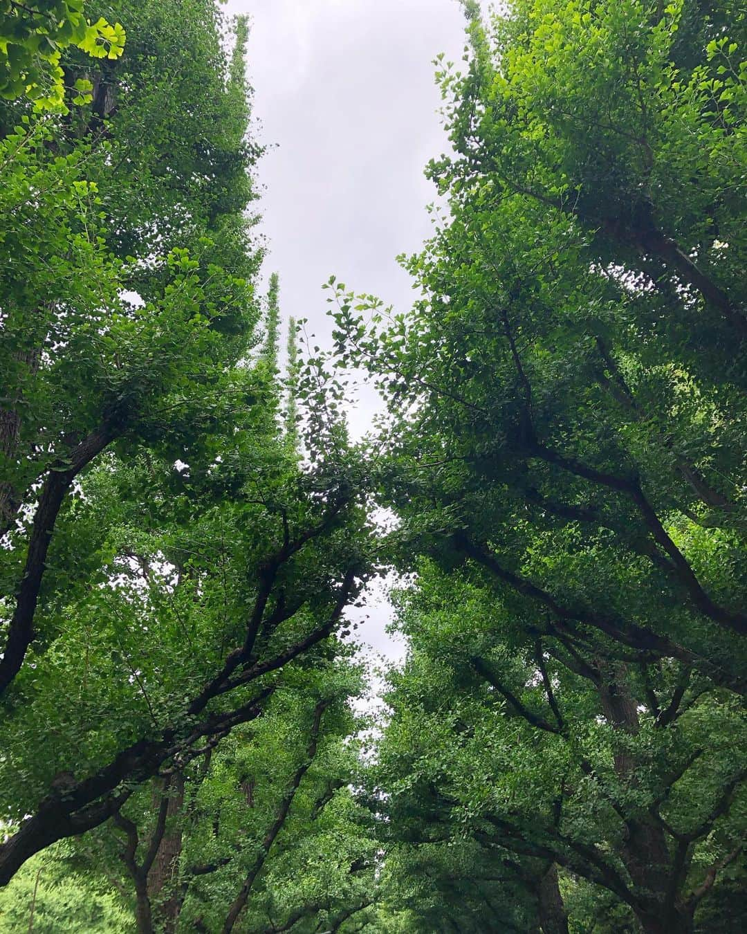 吉原珠央さんのインスタグラム写真 - (吉原珠央Instagram)「雨上がりの並木道♫ 瑞々しい緑の空気が心地よく感じます^_^  レストランに4人で着席してから店員さんが持ってきてくれたフォーク🍴とおしぼり。いずれも、2人分でした。 「さいごにもう一度、確認してからお客様へお持ちしなさい」と、フライト中に先輩にご指導を受けたことを思い出しました😊当たり前のことですが、最終確認をすることで、お客様へ迷惑をかけることもないですし、「足りないので持ってきてください」と言われて何往復かをすることもなくなりますし。  先程の店員さんはまだ仕事に慣れていない感じもあったので、かつての私のように、「次こそは！」と思って気づいてくれたらといいなぁと。 かげながら応援したいです！  #銀杏並木 #並木道 #散歩 #ランチ #日曜日 #昔のこと #ca時代がありました #気が利く同期と先輩そして後輩 #私は助けられてばかり #チーム #次こそは #その思いがあれば #きっと大丈夫！」6月28日 16時02分 - tamaoyoshihara