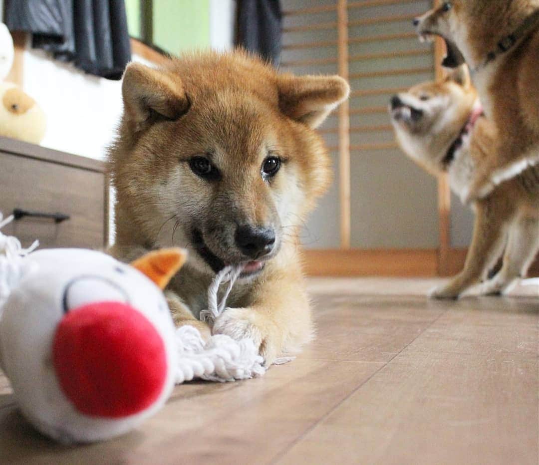 柴犬たま Shibainu Tamaのインスタグラム