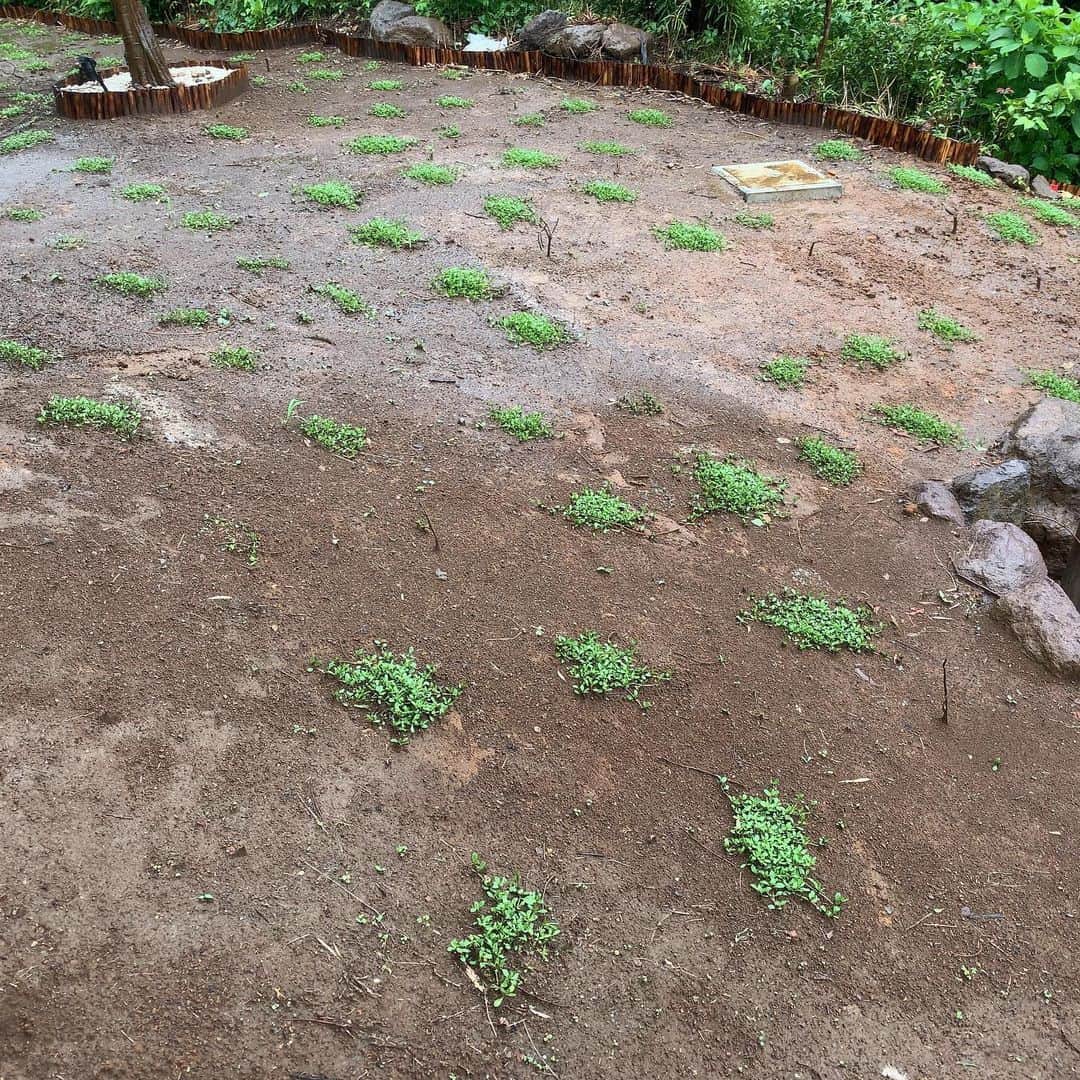 池内万作さんのインスタグラム写真 - (池内万作Instagram)「クラピアさんが広がるのに備えて草刈りを。 こうしとくと、広がった後に生えてくる雑草が圧倒的に少なくなるんだとか。 今日の苦労は明日の楽ってヤツですな♪ さぁどうなることやら。  そーいや、庭に突如コンクリートが出現していますが、詳細はブログの方にありますんで、よかったらどうぞ。 #クラピア #今日のクラピアさん #庭でした」6月28日 16時30分 - mandeshita