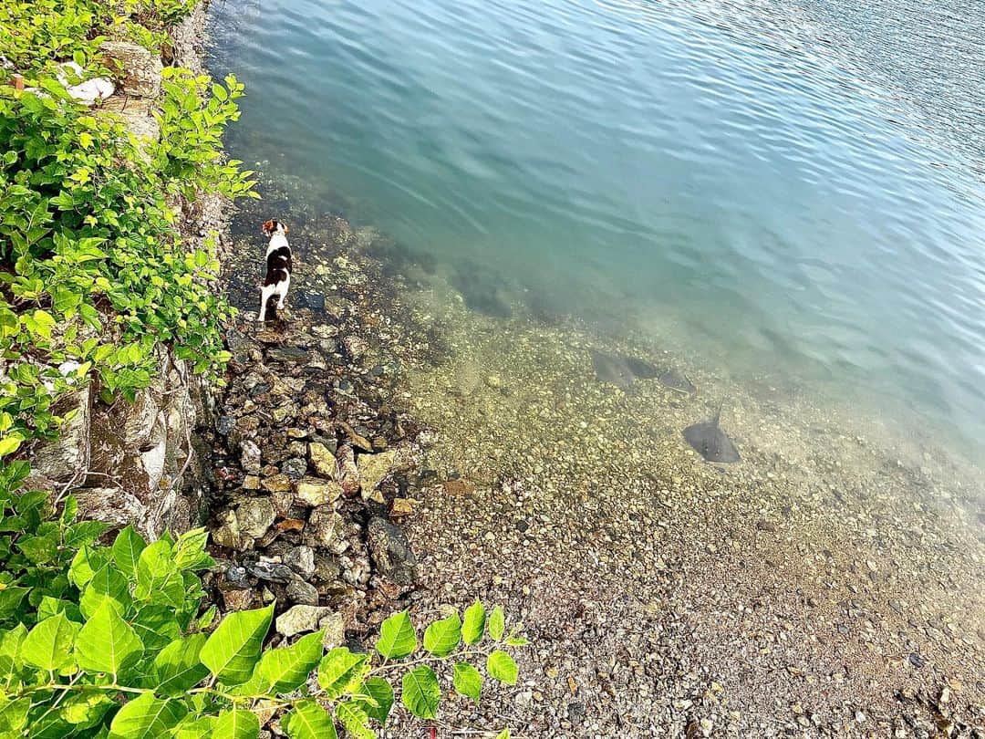 岡村咲さんのインスタグラム写真 - (岡村咲Instagram)「今日はゆるりとドライブに連れて行ってもらいました❗️なかなか寝れない日が続いてて、あっち痛いこっち痛いだったので、気分転換です🚗船に乗って近くの島へ行ったり、カフェに立ち寄ったり、最後はジョンのお散歩。いつもの海には15匹もエイさんが遊びに来てました😊ジョンとお友達になれたかなあ🏖 #ジョンのいる暮らし  #犬のいる暮らし #ドライブ #全身性エリテマトーデス」6月28日 16時51分 - sakiokamura_official