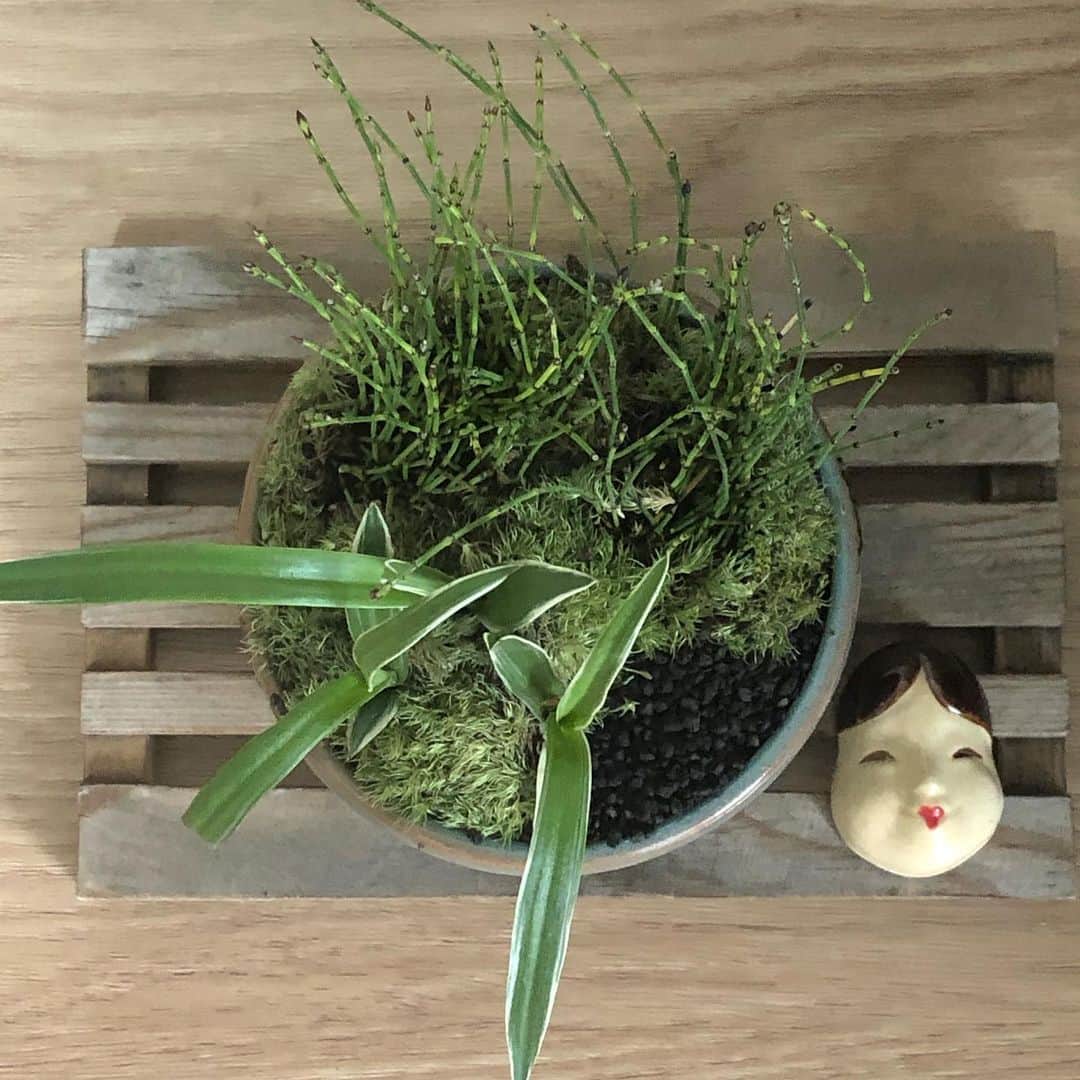 のインスタグラム：「【自宅で盆栽づくり】 サギ草の草盆栽つくりました。 夏に白色の花が咲くそうな。  #盆栽 #盆栽教室 #彩花盆栽教室 #bonsai_seikouen  #来月は久しぶりのお教室」