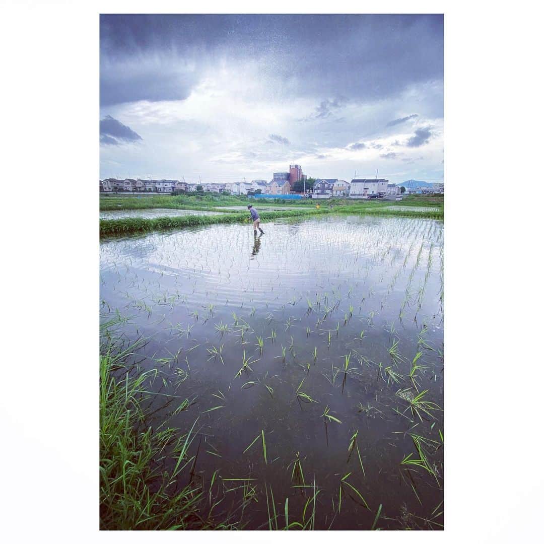 Caravanのインスタグラム：「2020.06.28  田植えから一週間。  様子見たり雑草抜いたり。  #八一米日記」