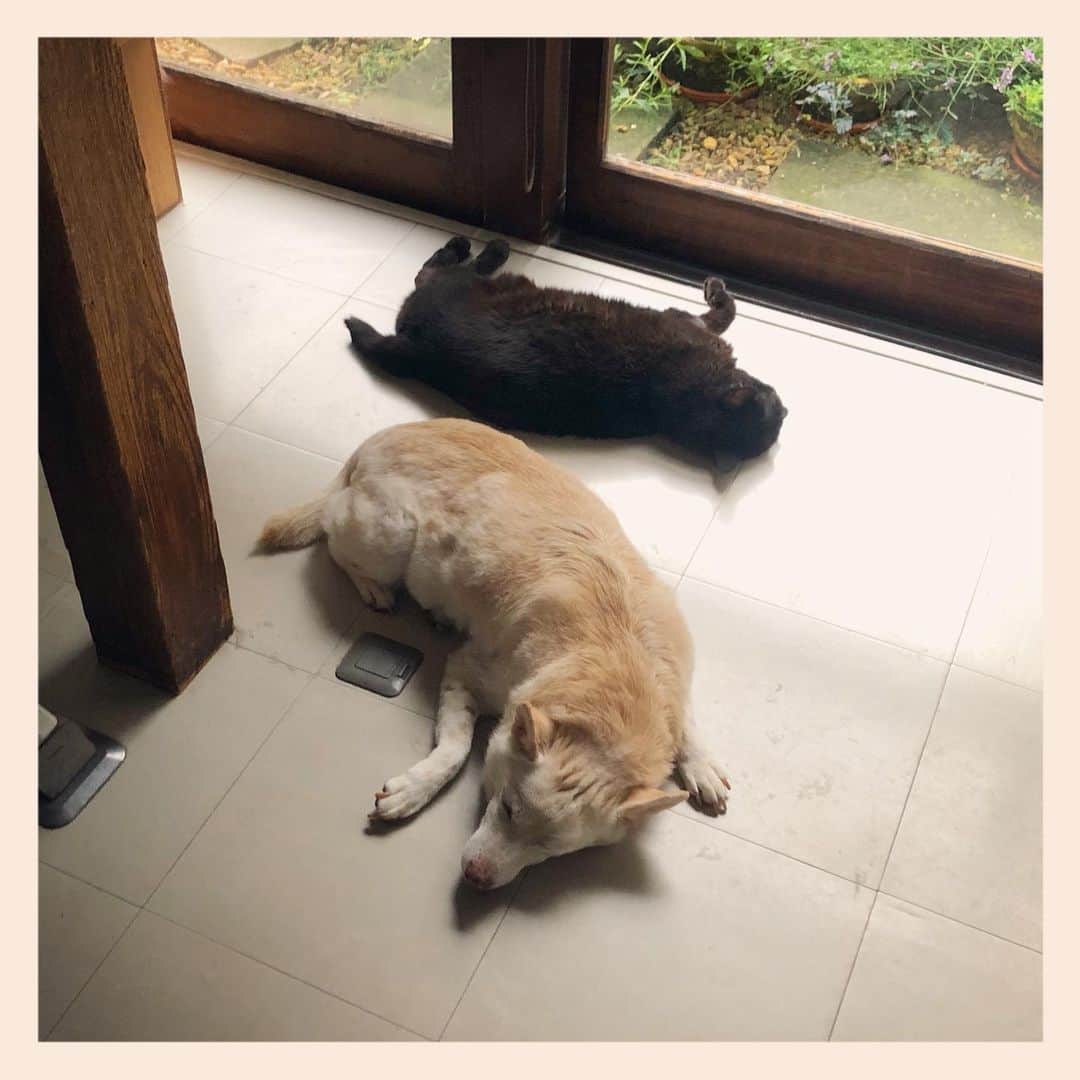 パンといっぴきのインスタグラム：「#元保護犬 #雑種犬 #犬と猫 #黒猫 #catanddog #crossbreed #blackcat #元野良猫」