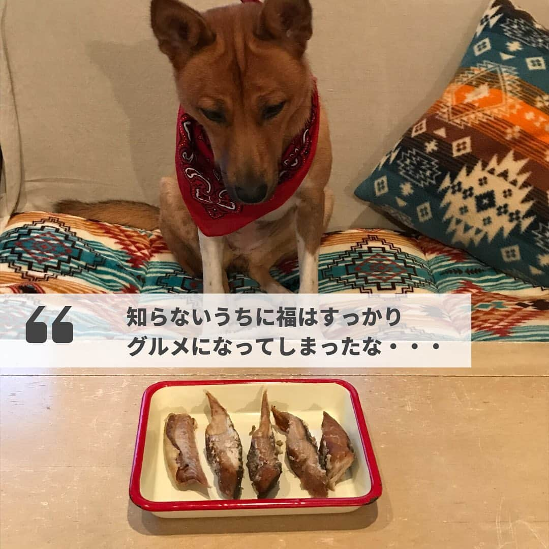 Furbo ドッグカメラさんのインスタグラム写真 - (Furbo ドッグカメラInstagram)「【困り顔の保護犬福のファーボ日記 Vol.06】⁠⠀ ファーボ公式ブログの大人気連載が更新されました🙌⁠⠀ ⁠⠀ 少しずつコロナ前の生活に戻りつつある、小林家。⁠⠀ ひとりでのお留守番はまだ少ないものの、蒸し暑い日が続いたことで、福くんは夏バテ気味😣⁠⠀ ⁠⠀ 今回のブログでは、そんな福くんの食欲を回復してくれる、書き手のとーさん（ @takanobu_koba ）お手製のジャーキーの作り方をご紹介頂いています✨⁠⠀ ⁠⠀ わんちゃんにヘルシーなご飯を作ってあげたい！という方は、必読のブログです🐶💡⁠⠀ ⁠⠀ 「困り顔の保護犬福のファーボ日記」は、本日のストーリー、またはファーボ公式サイトのブログページからお読み頂けます💛⁠⠀ ⁠⠀ ⁠⠀ #ファーボ⁠⠀ #Furbo⁠⠀ #ドッグカメラ⁠⠀ #保護犬⁠⠀ #保護犬を家族に⁠⠀ #離れてもいつでも一緒⁠⠀ #わんこは家族⁠⠀ #わんこのいる生活⁠⠀ #わんこのいる暮らし」6月28日 18時05分 - furbo_japan