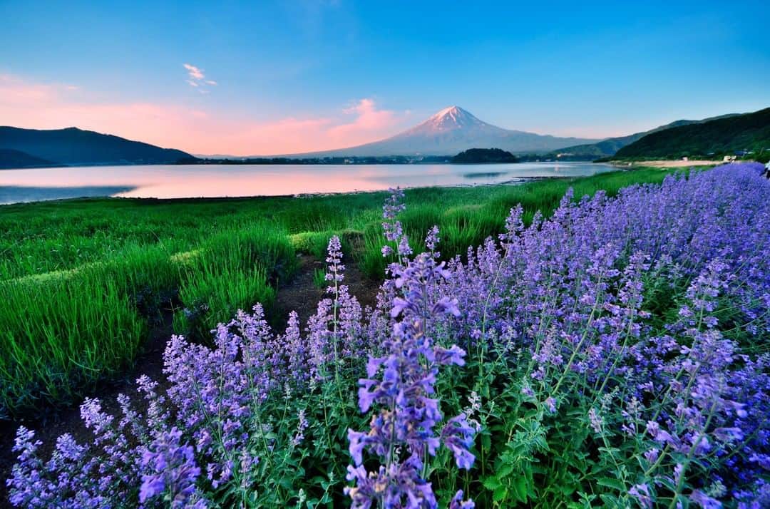 楽天トラベル さんのインスタグラム写真 - (楽天トラベル Instagram)「こんにちは😊 今日は湖と富士山とお花を同時に眺めることができる絶景スポットをご紹介します✨ ーーーーーーーーーーーーーー 📍#大石公園 (山梨県 富士河口湖町) ーーーーーーーーーーーーーー 河口湖の北岸にある大石公園は、湖と富士山を眺めることができる絶景スポット。 湖畔の遊歩道には芝桜やラベンダーなど四季折々の花々が咲き誇り、富士山と湖との共演を楽しむことができます。 ＊ラベンダーが見頃を迎えるころに毎年開催される #河口湖ハーブフェスティバル は今年は残念ながら中止の発表がされています。 ーーーーーーーーーーーーーー ◆山梨県南都留郡富士河口湖町大石2585 ◆河口湖駅より河口湖周遊バス河口湖自然生活館下車すぐ  みなさんの #次の旅先リスト もぜひ教えて下さいね ーーーーーーーーーーーーーー 旅先で出会った美しい風景や素敵な旅館などを  #rakutentravel を付けてぜひシェアしてください😊 このアカウントでご紹介させていただきます💗 ーーーーーーーーーーーーーー  #楽天トラベル #旅行好きな人と繋がりたい #旅したくなるフォト #旅行 #国内旅行 #おうちで旅体験 #旅行好き #旅行好きと繋がりたい #travel #trip #japan #日本の景色 #日本の絶景 #日本の風景 #ラベンダー #ラベンダー畑 #富士山 #河口湖 #山梨 #山梨旅行 #花畑 #はなまっぷ」6月28日 18時00分 - rakutentravel