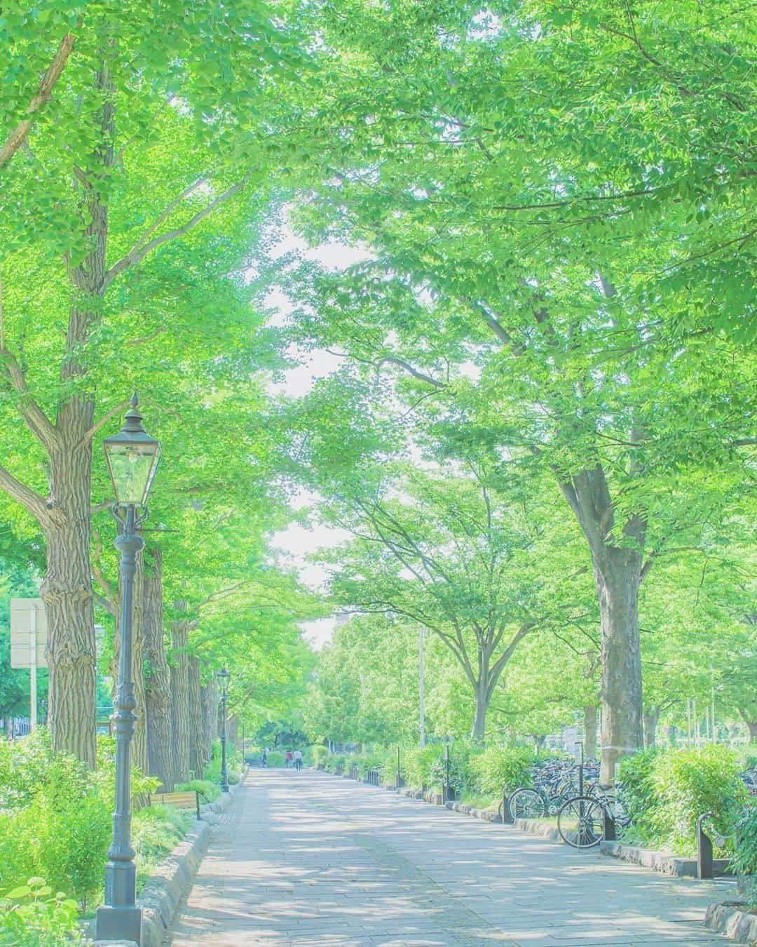 横浜市さんのインスタグラム写真 - (横浜市Instagram)「A season of green.﻿ Photo: @kuyaduki﻿ #myyokohama ﻿ ﻿ #yokohama #darlingescapes #beautifuldestinations #artofvisuals #somewheremagazine #discoverglobe #travelawesome #passionpassport #lovejapan #explorejapan #japanlife #japanfocus #japan_vacations #japanrevealed #よこはま #ヨコハマ #横浜」6月28日 18時00分 - findyouryokohama_japan