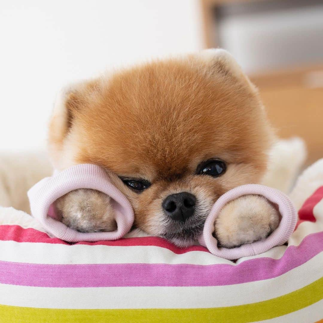 jiffさんのインスタグラム写真 - (jiffInstagram)「💗」6月28日 18時02分 - jiffpom