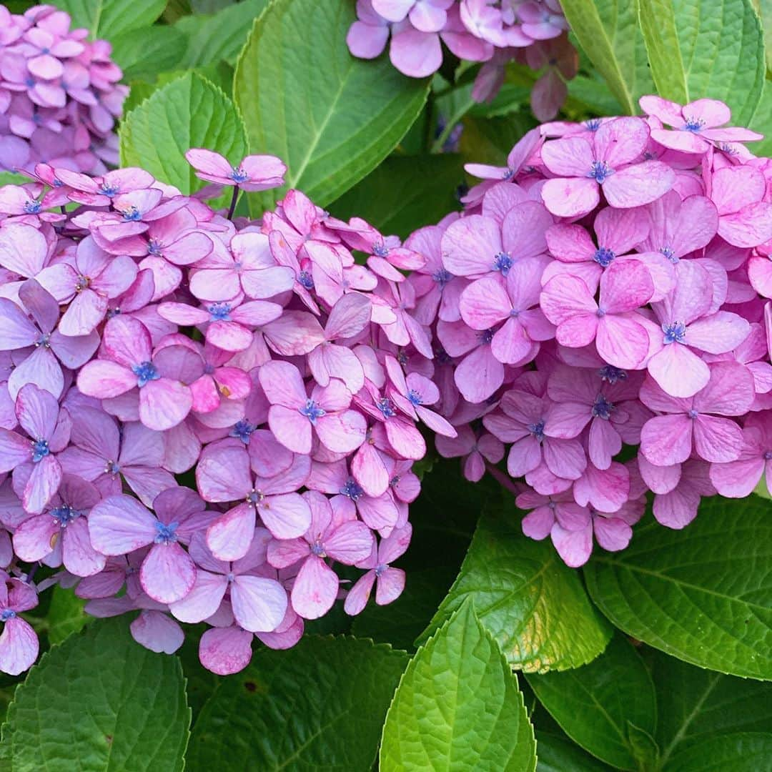 中野公美子さんのインスタグラム写真 - (中野公美子Instagram)「紫陽花💜💙💖 このピンクパープルの色が1番好き🌸 綺麗で可愛いな。  #紫陽花 #ピンクパープル #パープルピンク #お散歩 #hydrangea」6月28日 18時10分 - kumikorion