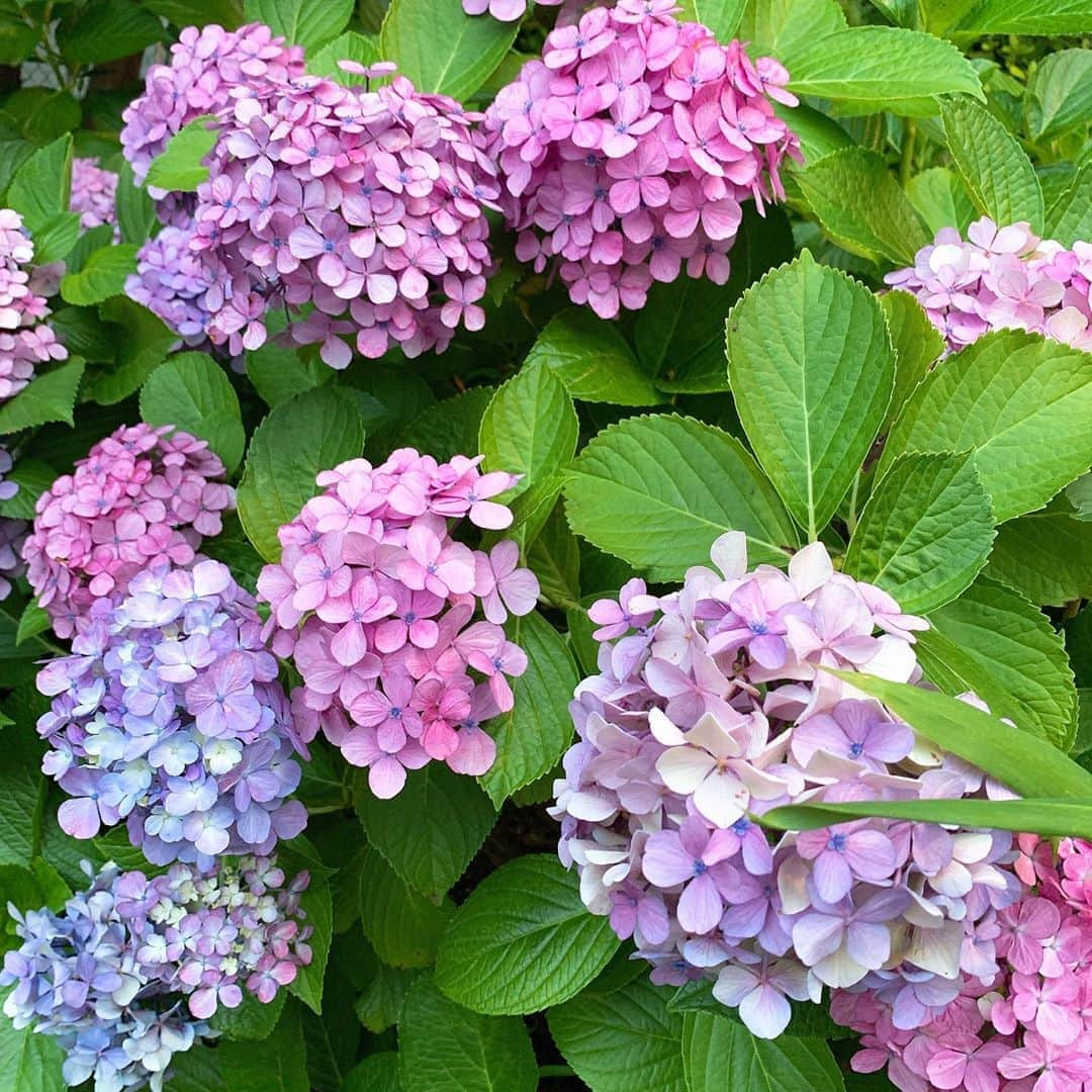 中野公美子さんのインスタグラム写真 - (中野公美子Instagram)「紫陽花💜💙💖 このピンクパープルの色が1番好き🌸 綺麗で可愛いな。  #紫陽花 #ピンクパープル #パープルピンク #お散歩 #hydrangea」6月28日 18時10分 - kumikorion