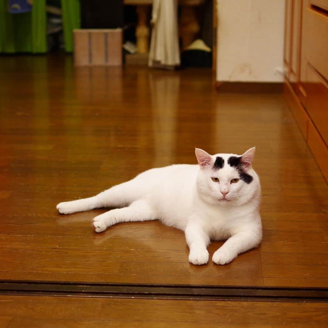 Kachimo Yoshimatsuさんのインスタグラム写真 - (Kachimo YoshimatsuInstagram)「2階居間でくつろぐ。 #うちの猫ら #nanakuro #猫 #ねこ #cat #ネコ #catstagram #ネコ部 http://kachimo.exblog.jp」6月28日 18時16分 - kachimo