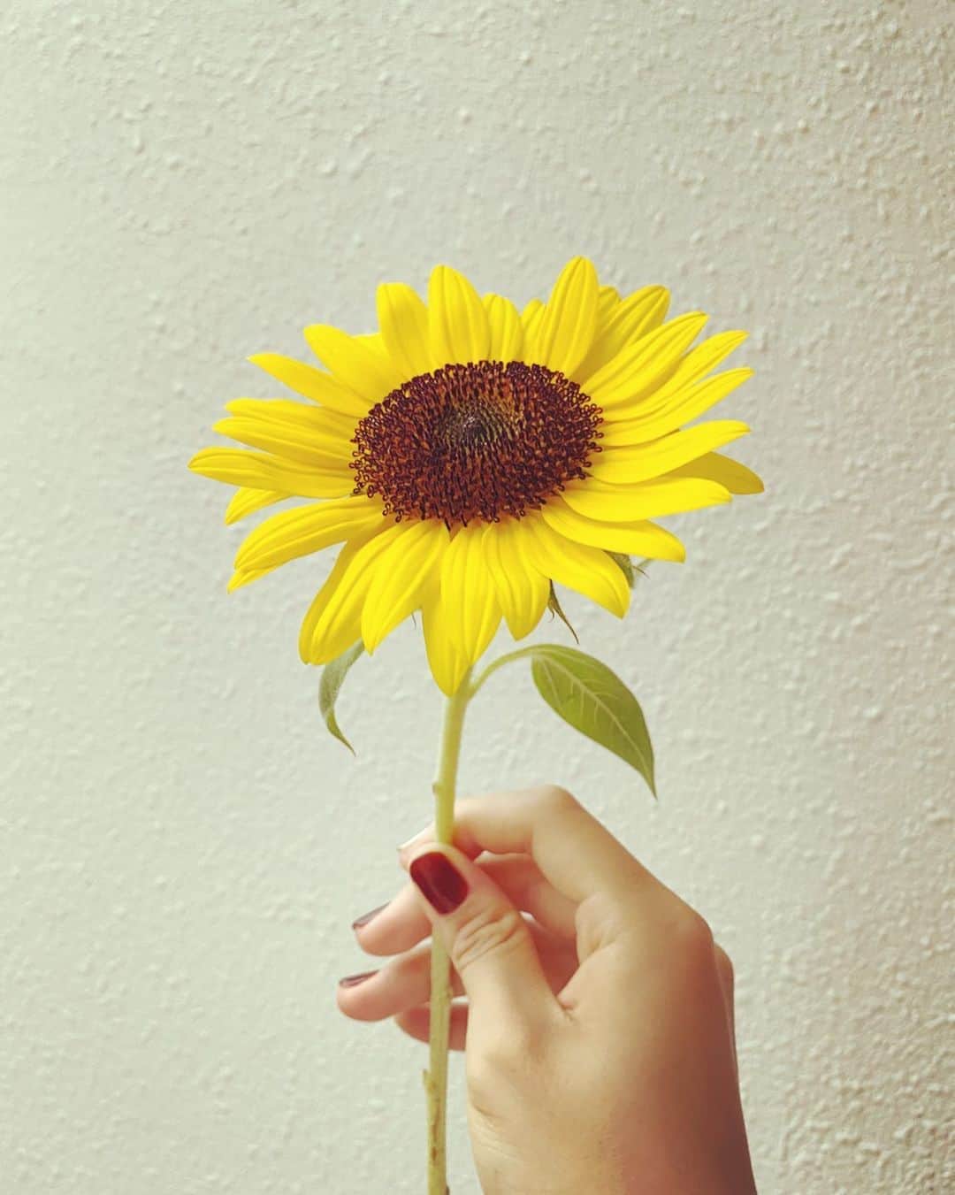 足立佳奈のインスタグラム：「なんでもない日の贈り物 どうしてこんなに嬉しくなるの🌻 #お花屋さんでのサプライズ」