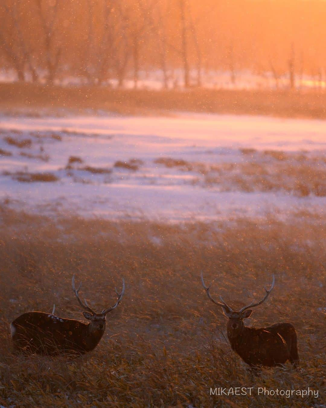 mikaestのインスタグラム：「At sunset . おもむろに写真をポストしてみる。 しかも、冬の…笑 . 最近は、 あつ森でお城を作って満足したり、 『空飛ぶ広報室』を一気見したり、 緊急事態宣言下で１日に５歩しか歩かない日があったりしましたが、 ミカエスト氏は生きています🙆‍♀️ . .」