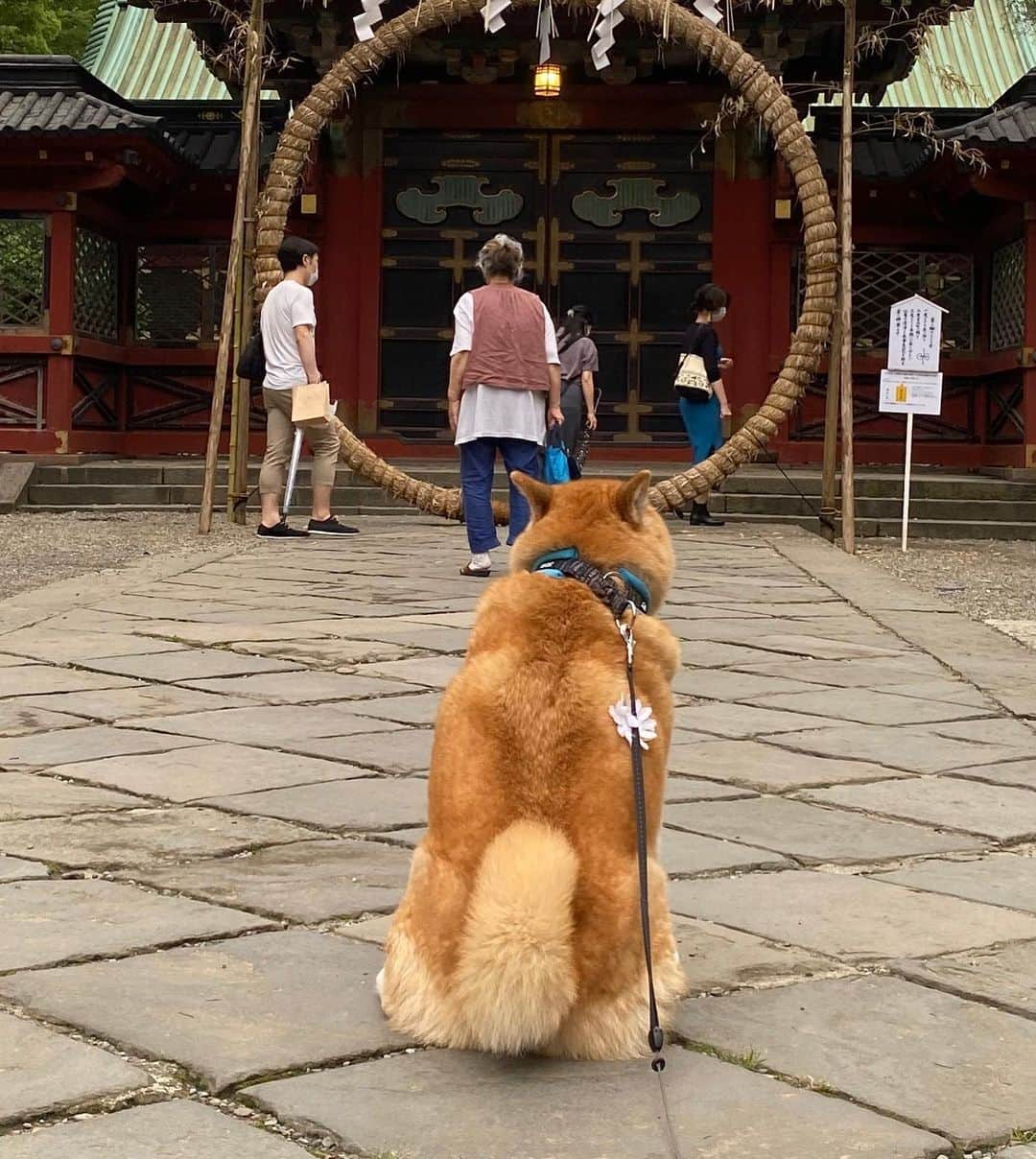 まる（まるたろう）さんのインスタグラム写真 - (まる（まるたろう）Instagram)「I hope that you and your family will be happy.✨🐶🙏✨みんな健康で過ごせますように #そして #先月のお礼ですがおかげさまで #あの肉にありつけました☺️ #そしてまた明日の29日の件なんですが #パパが夏バテ気味なので #冷しゃぶなんていいと思うんです #それでですね #もしも余ったらでいいんですが #まるにもしゃぶを少々分けていただければ #ありがたいなと #まるなんてほんの少しでいいんです #もし可能であればゴマダレがあれば少々 #茹ですぎると硬くなるので程々に #可能だったらでいいんです #ささいなお願いです☺️」6月28日 18時41分 - marutaro